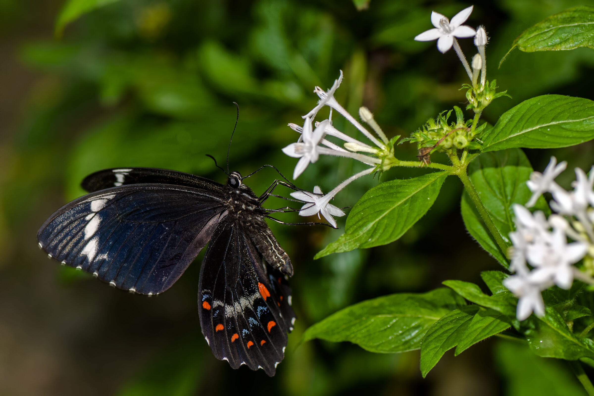 Papilio aegeus...