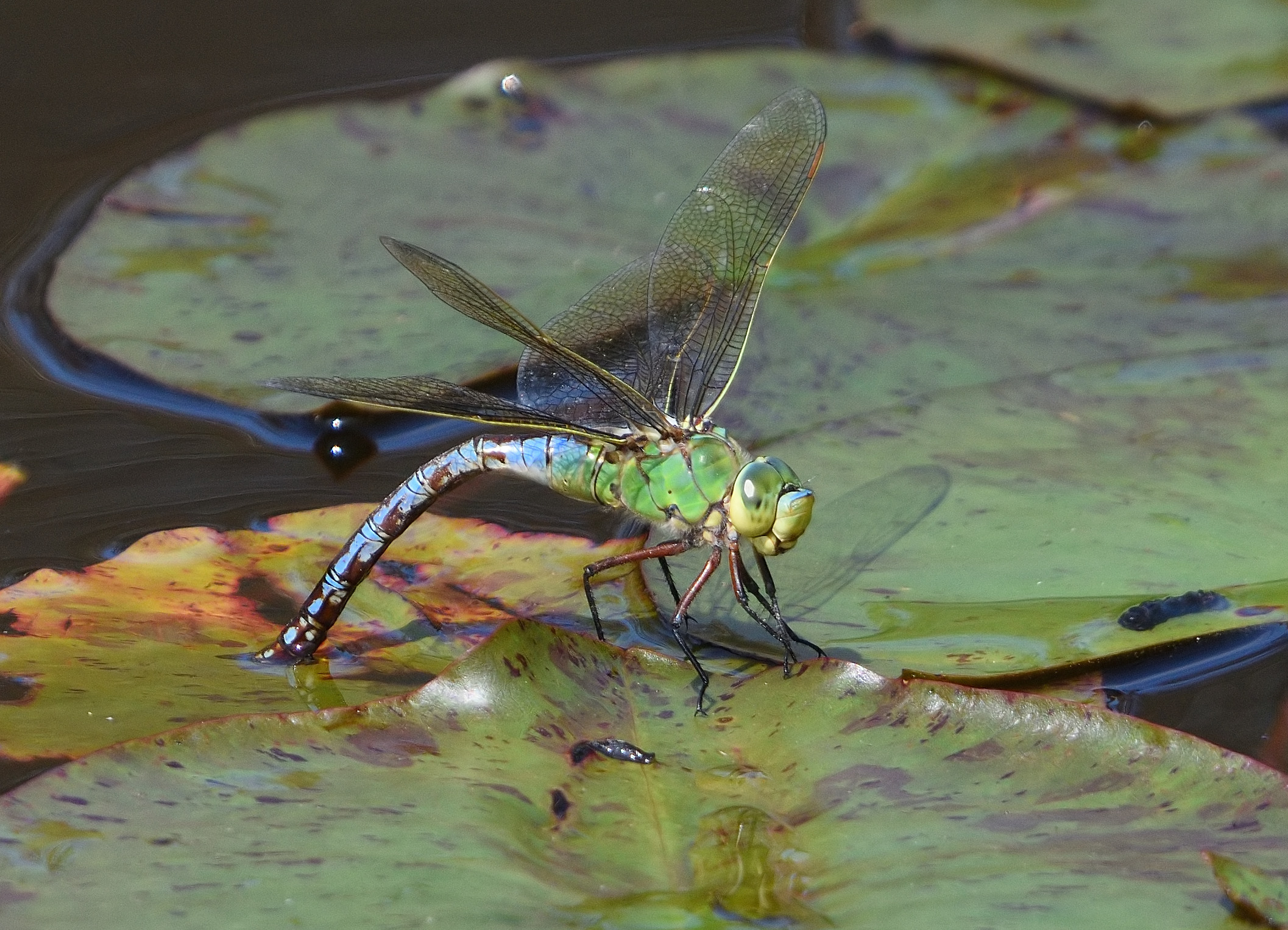Anax imperator while depositing eggs...