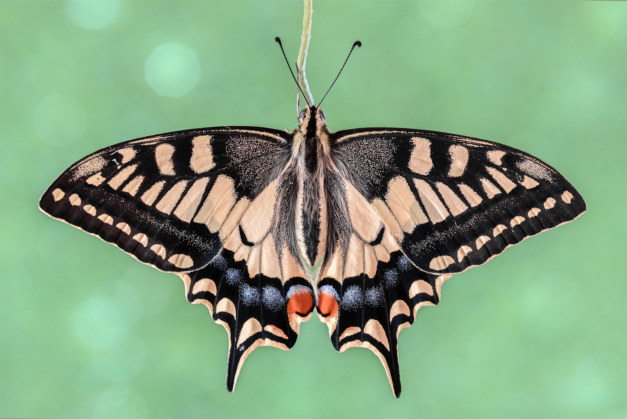 The Papilio machaon...