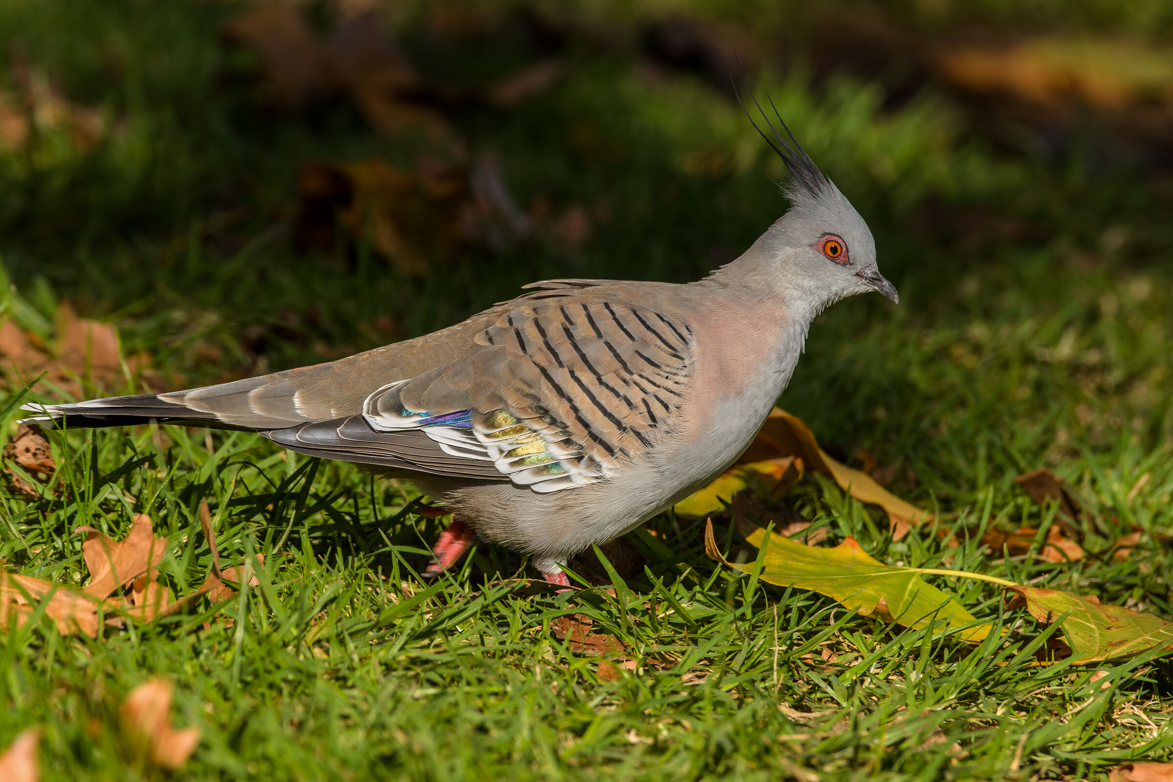Crested pigeon...