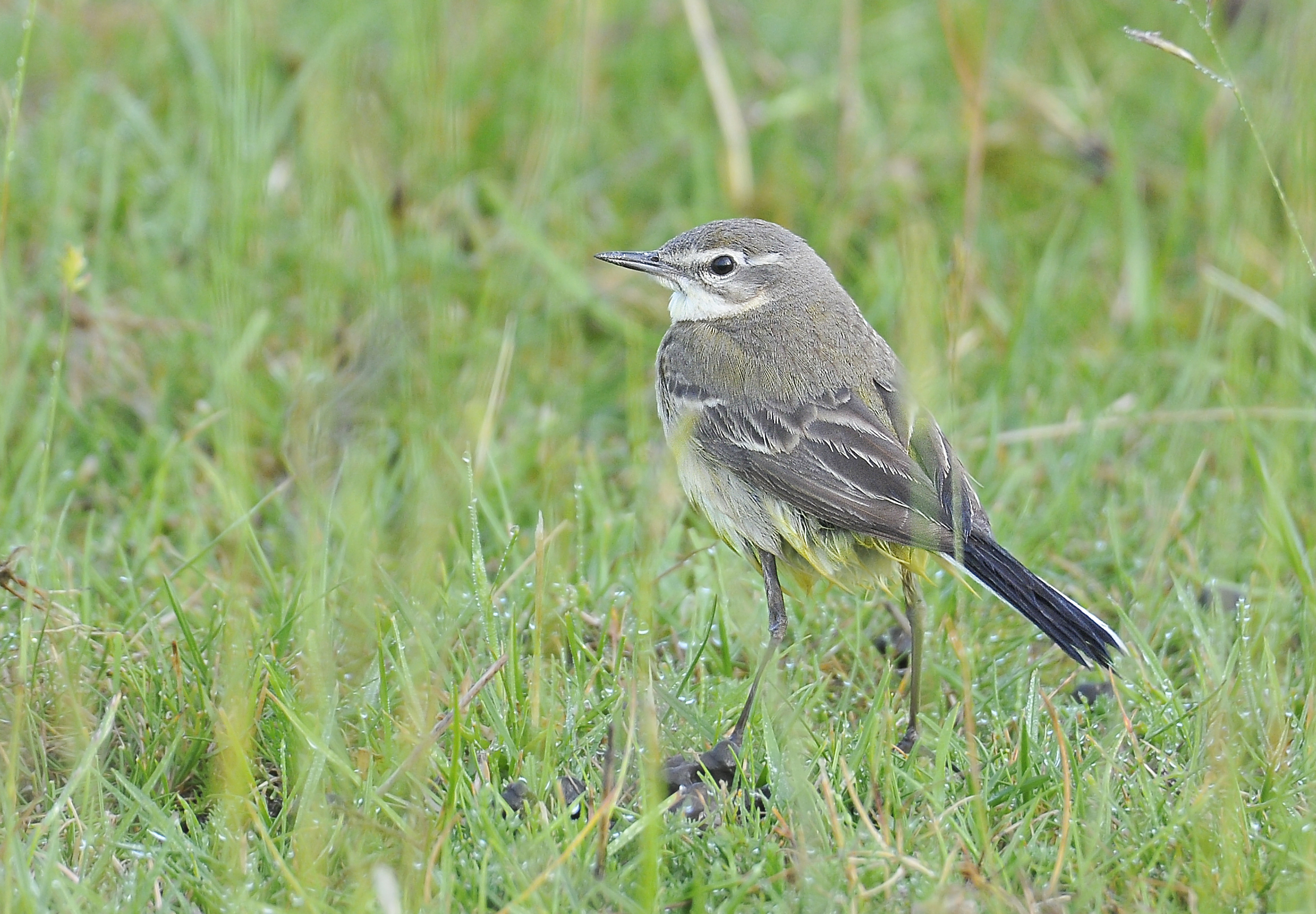 Cutrettola (Yellow wagtail)...