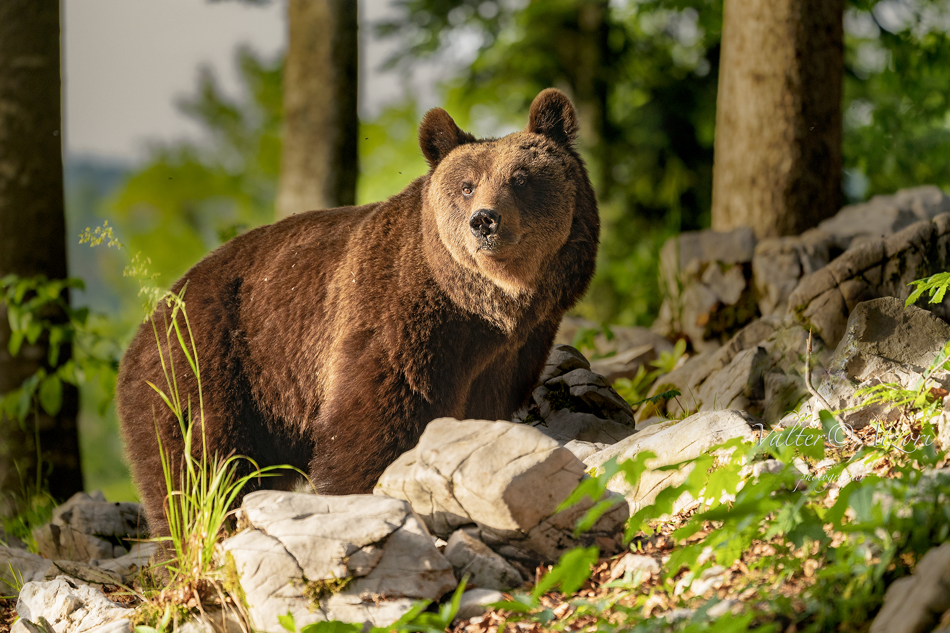 Young Bruno Bear in Slovenia...