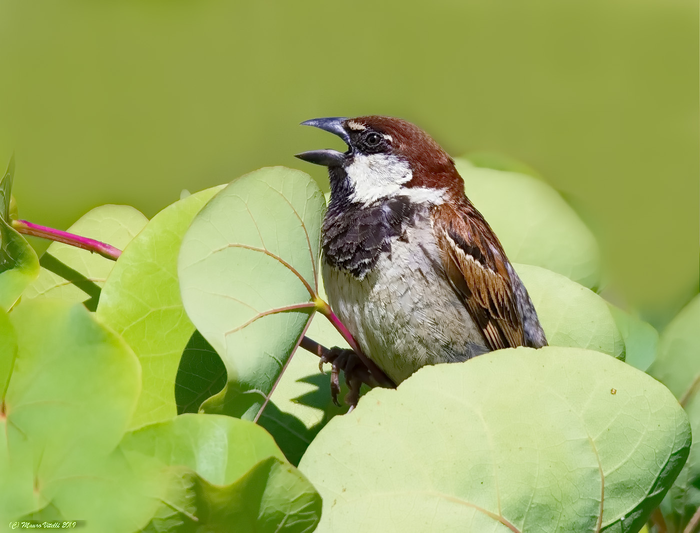 Sparrow of Italy (Italian Sparrow)...