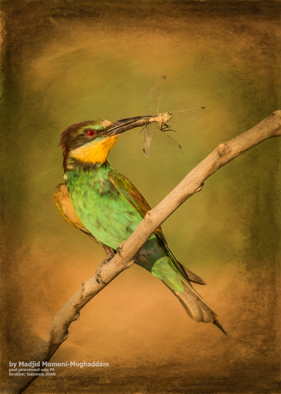 bee eater...