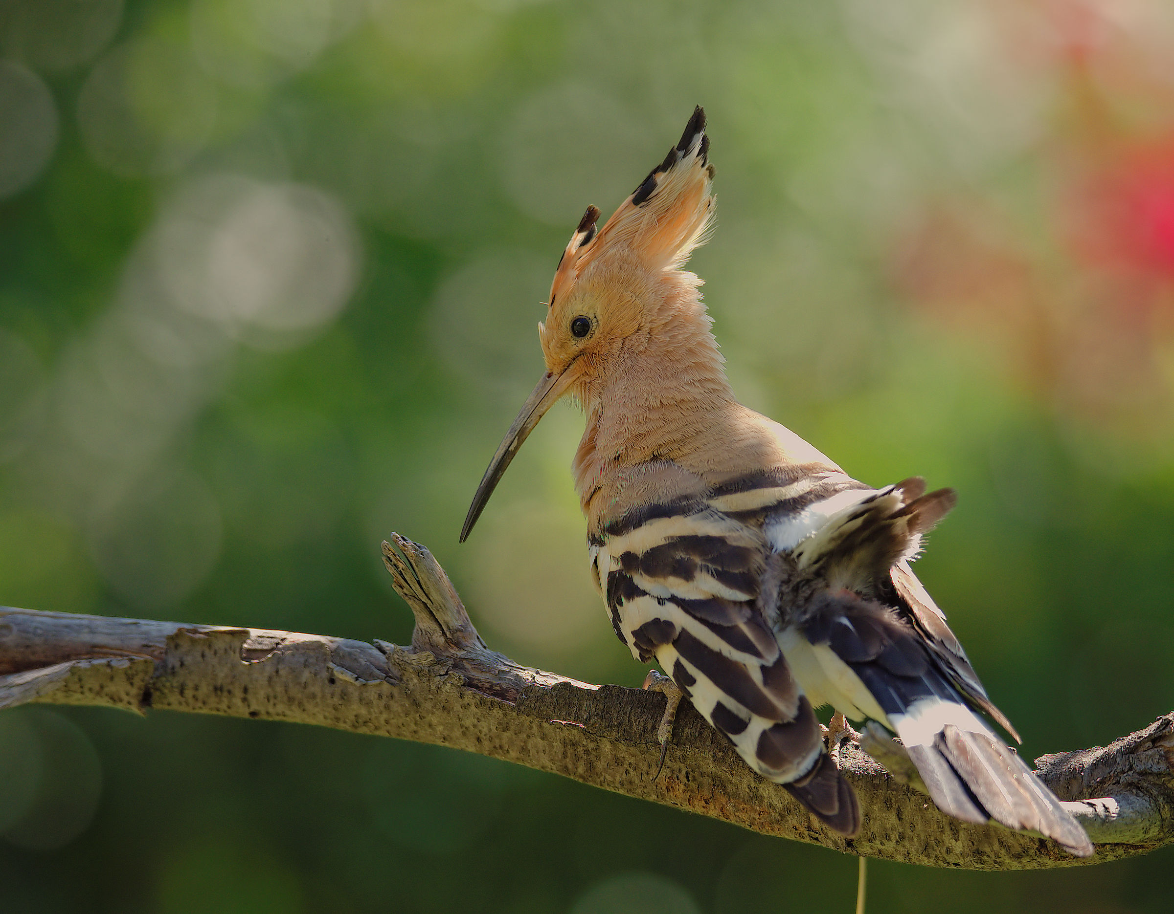 Hoopoe...