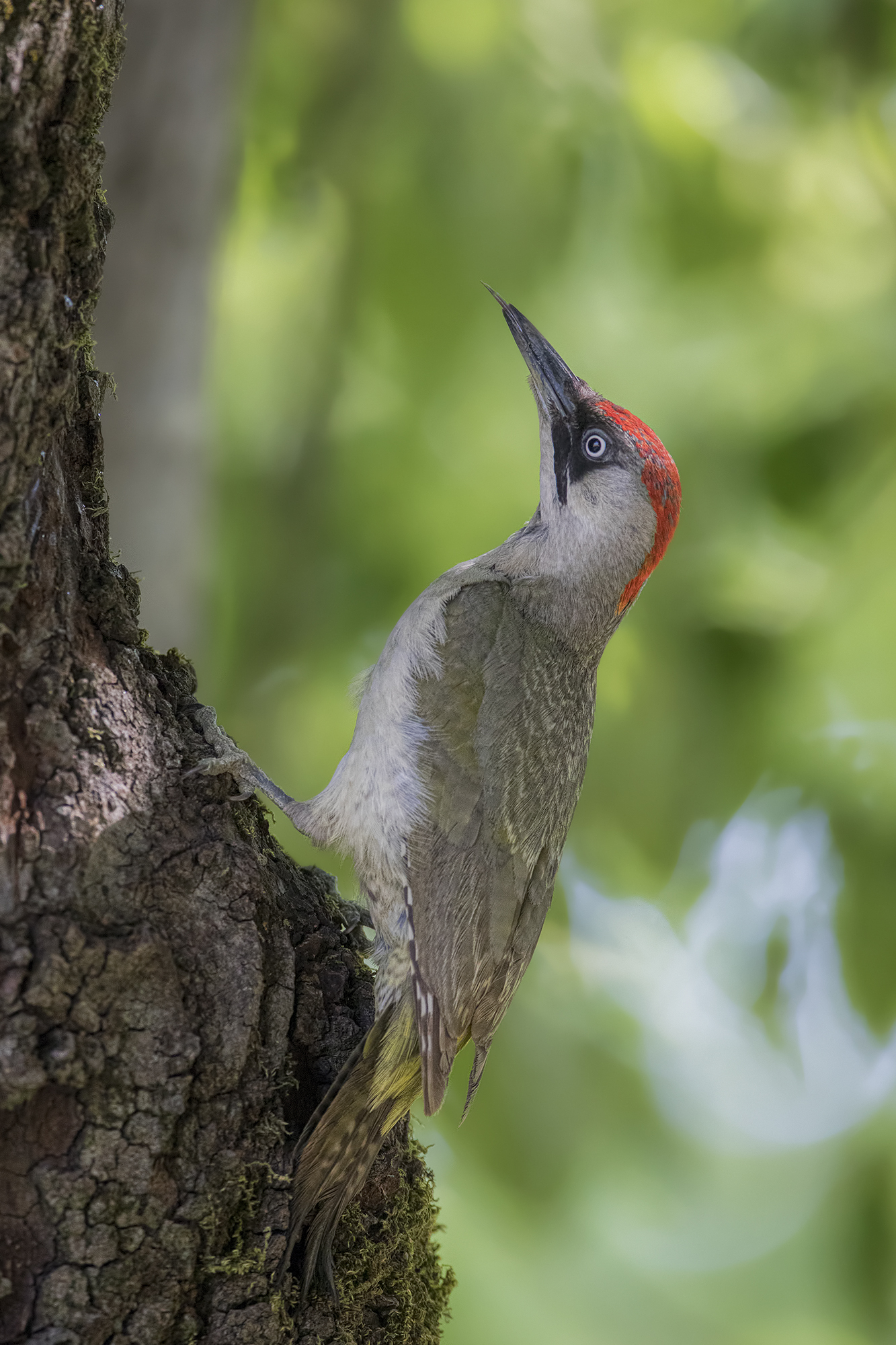 female green woodpecker  ...