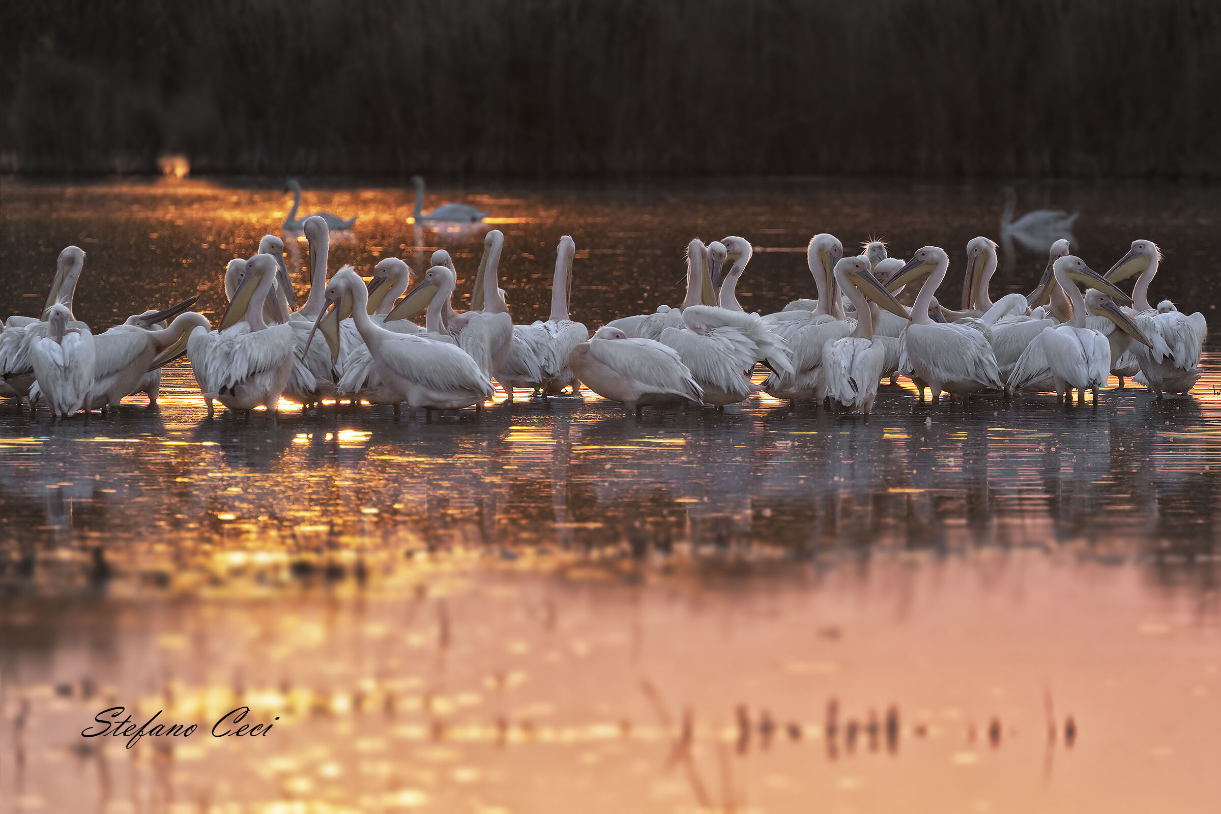 Pelicans at sunset...