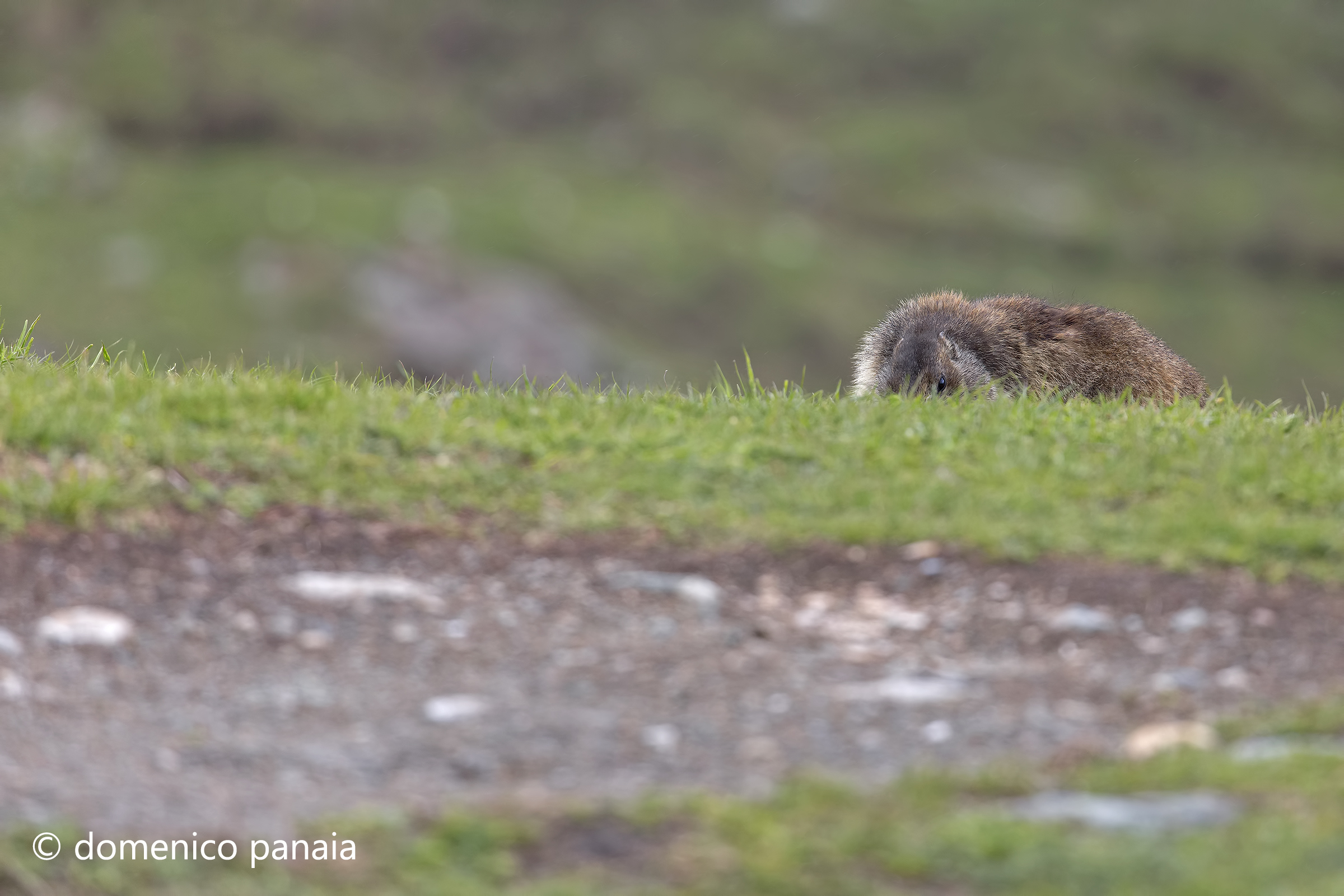 busy marmot...