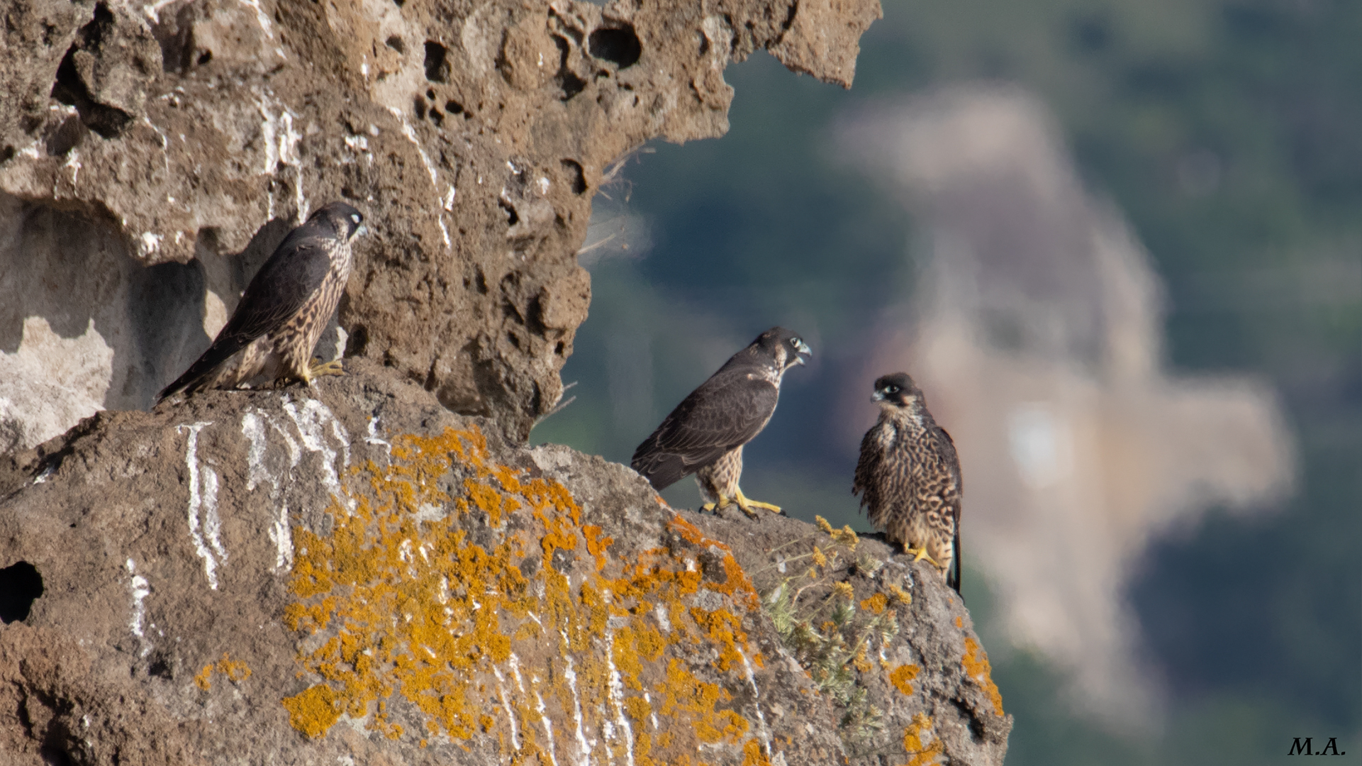 Pilgrim falcons...