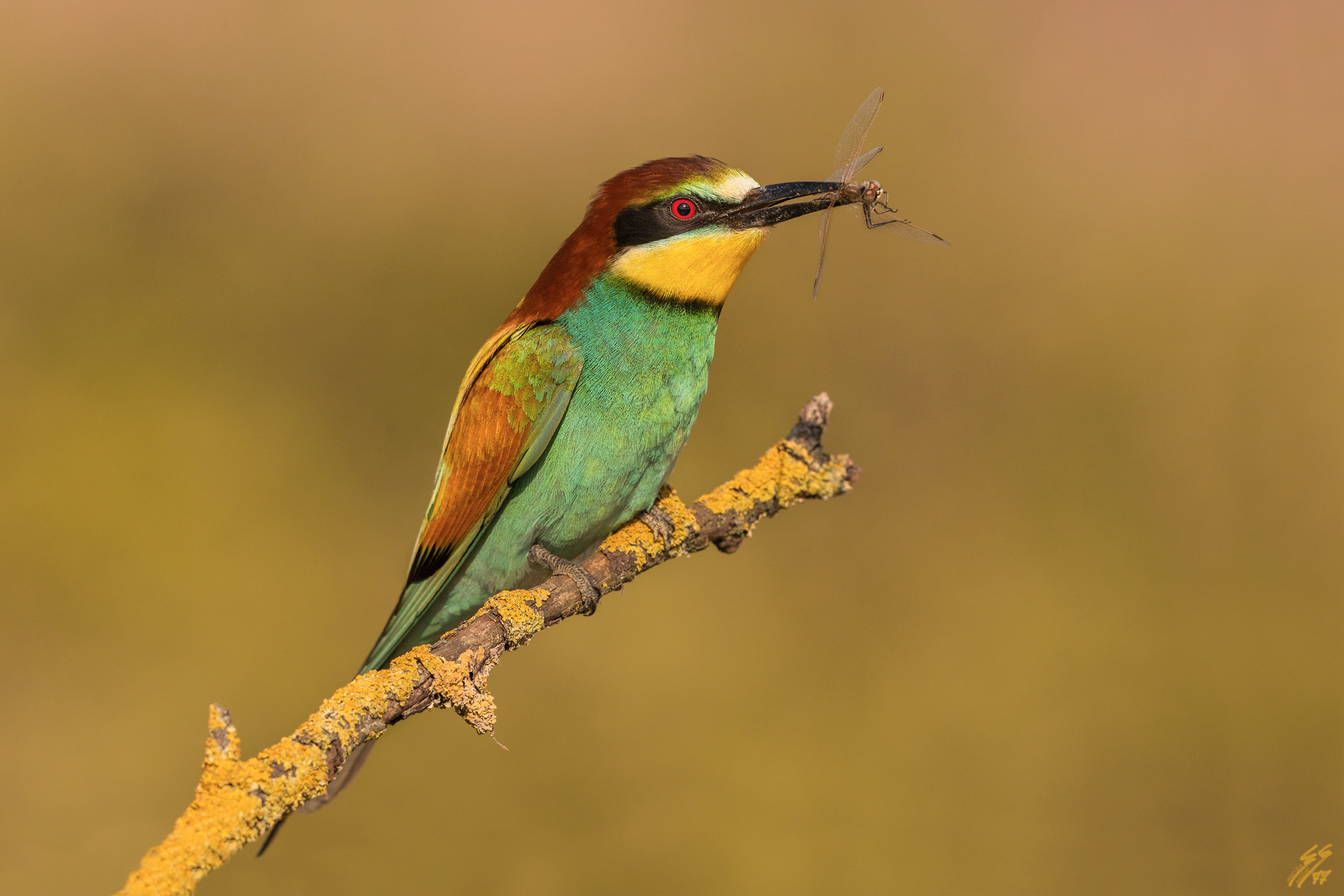 .. Bee-eater.....