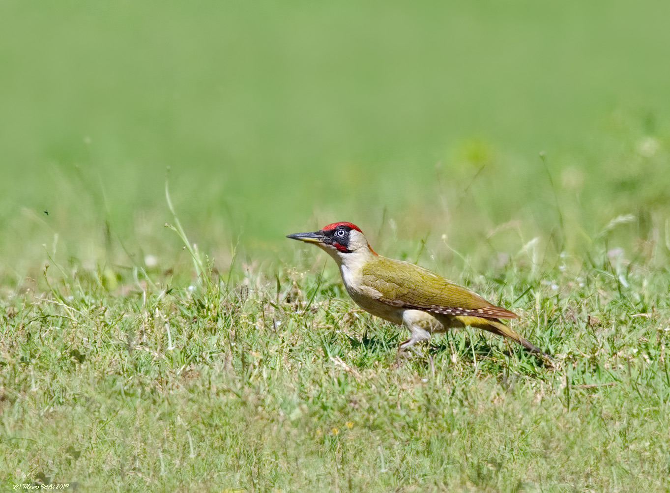 Male Green Woodpecker (Picus viridis)...