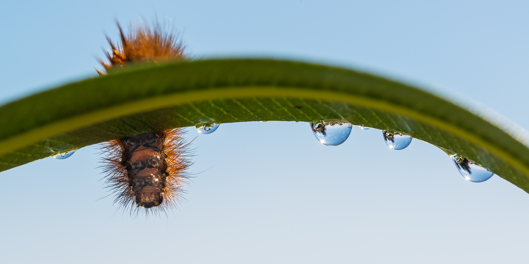 Hairy caterpillar...