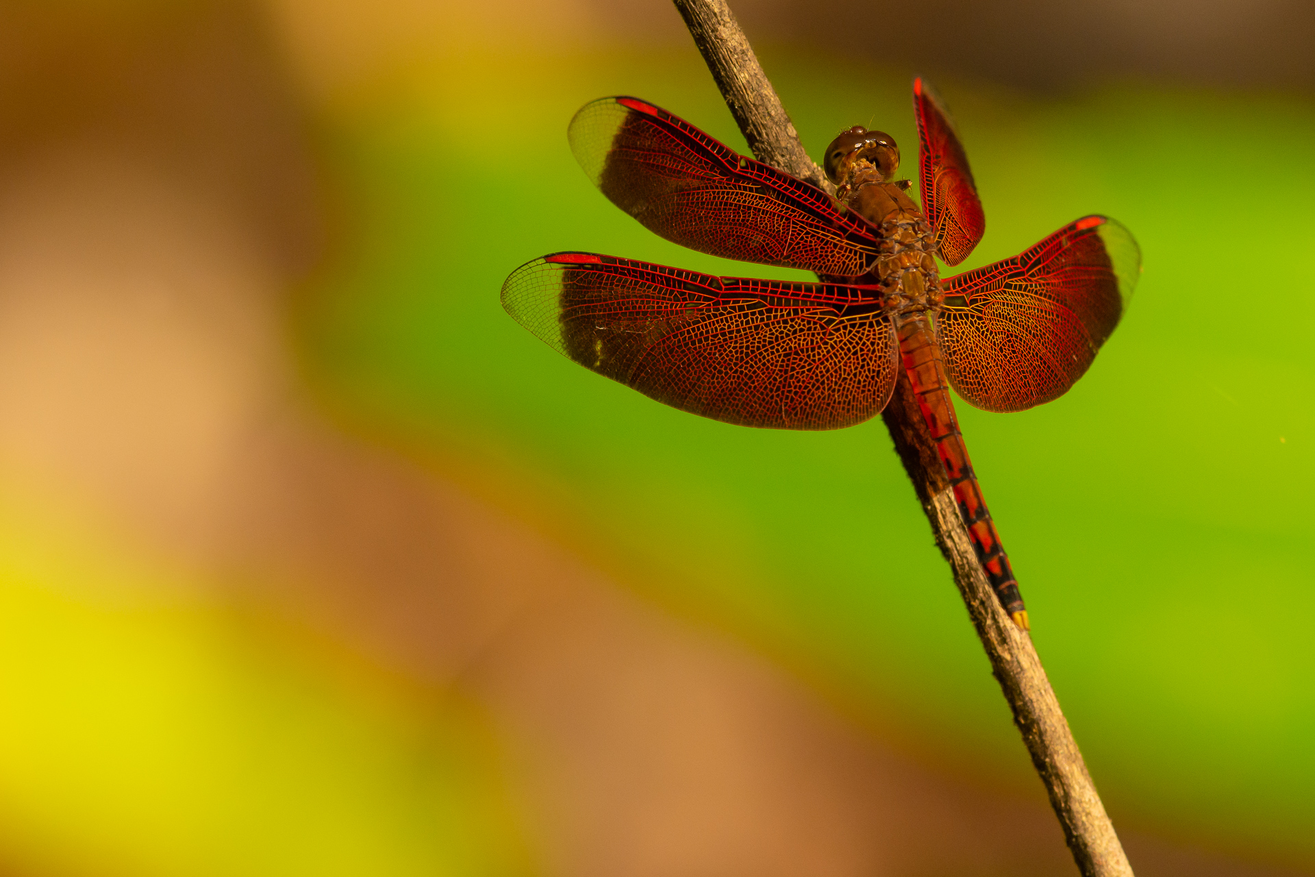 The colors of the dragonfly...
