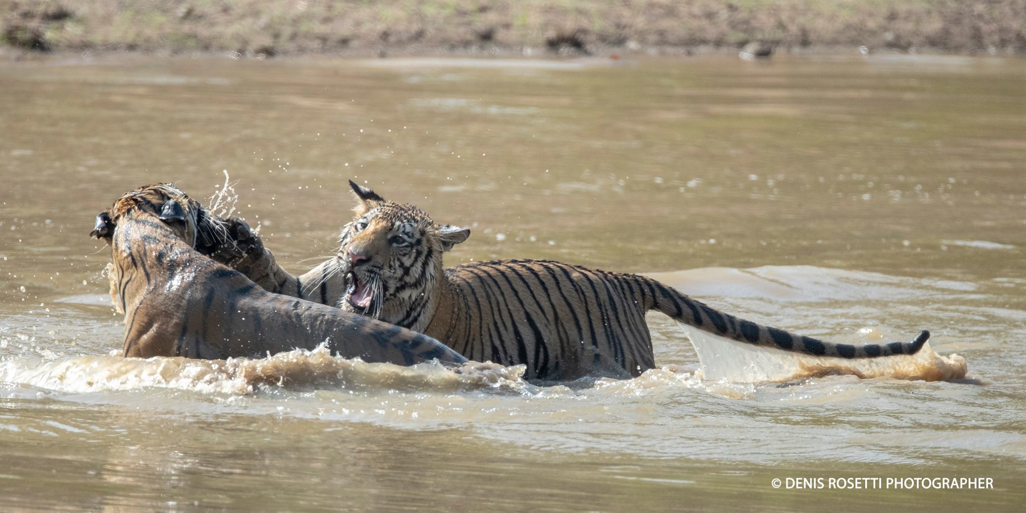 2 tiger brothers play in the water...