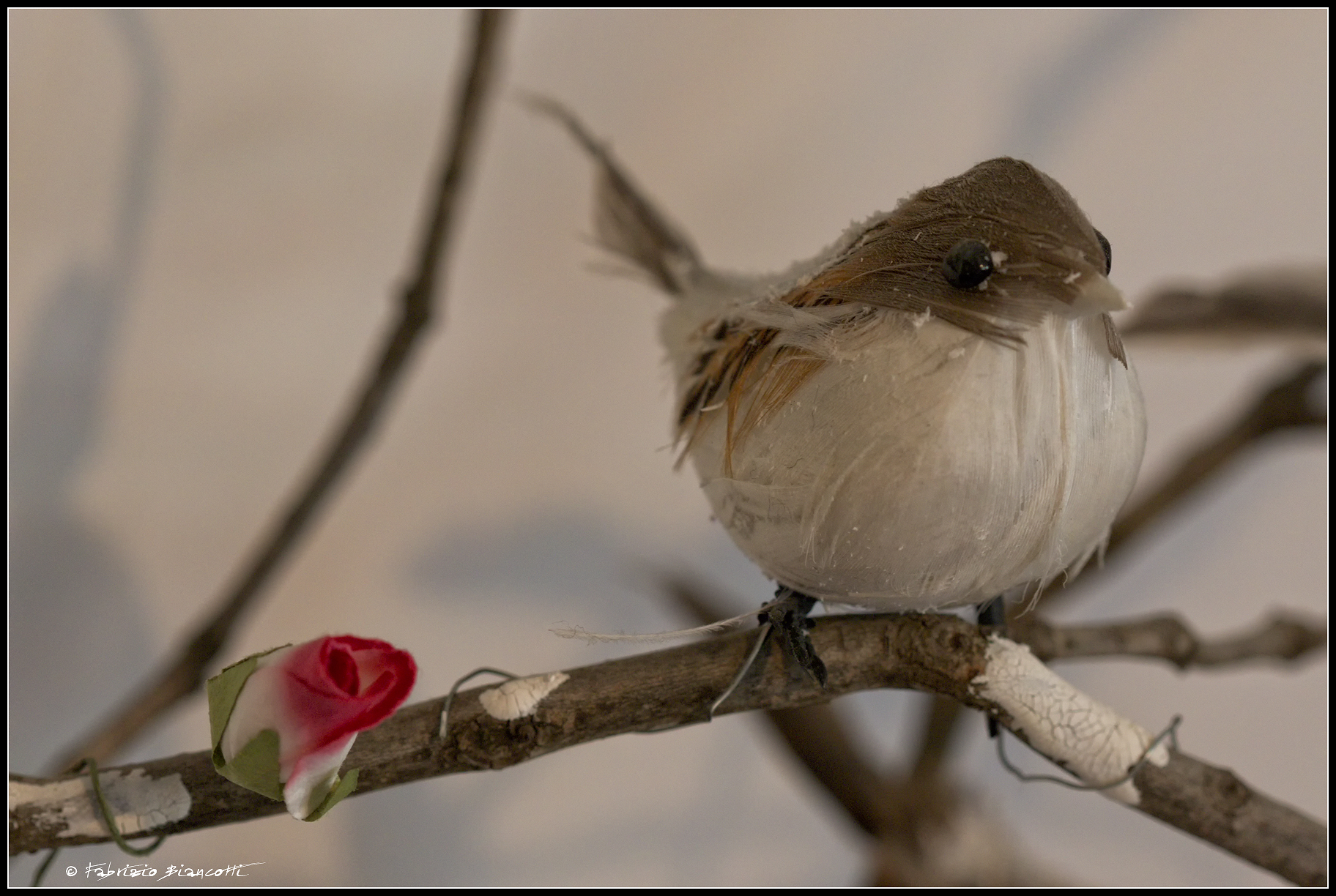 Domestic sparrow...