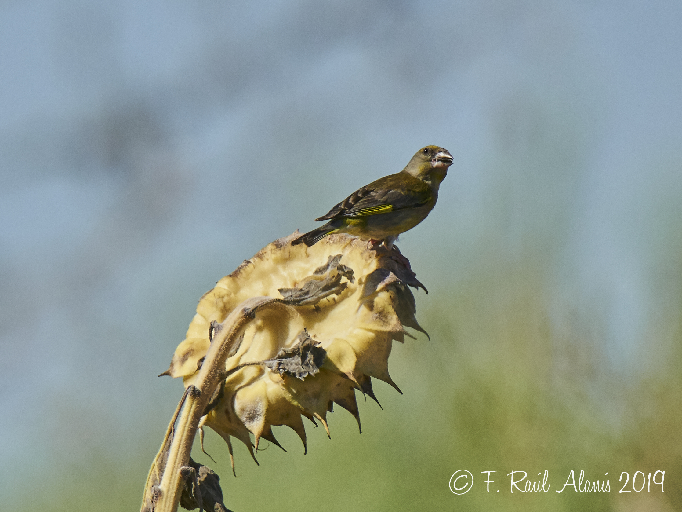 Il greenfinch europeo (Chloris chloris)...
