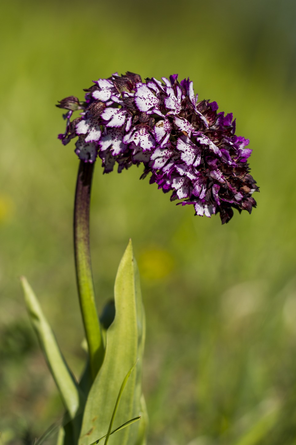 Orchis Purple...