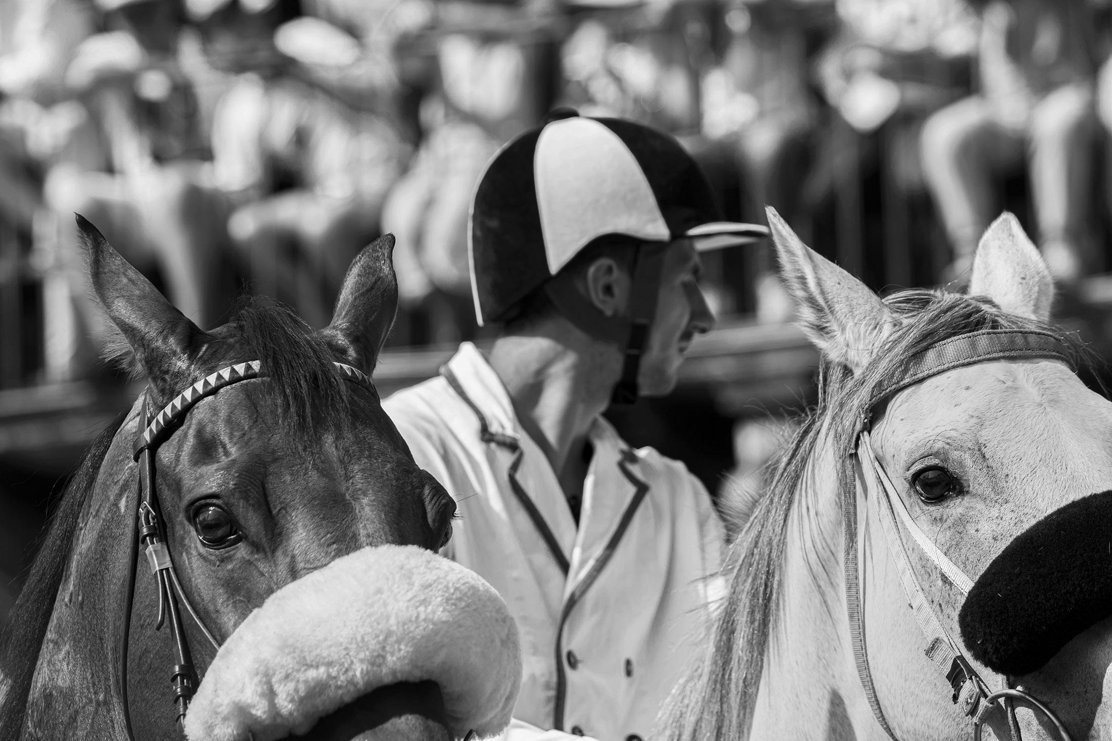 Palio di Siena. horse choice...