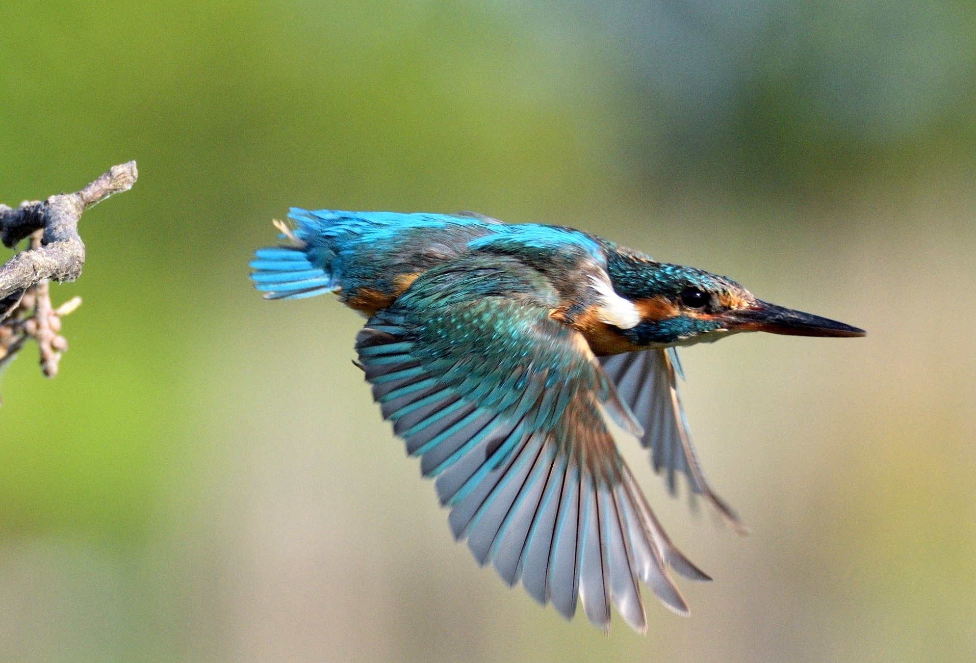 Kingfisher...