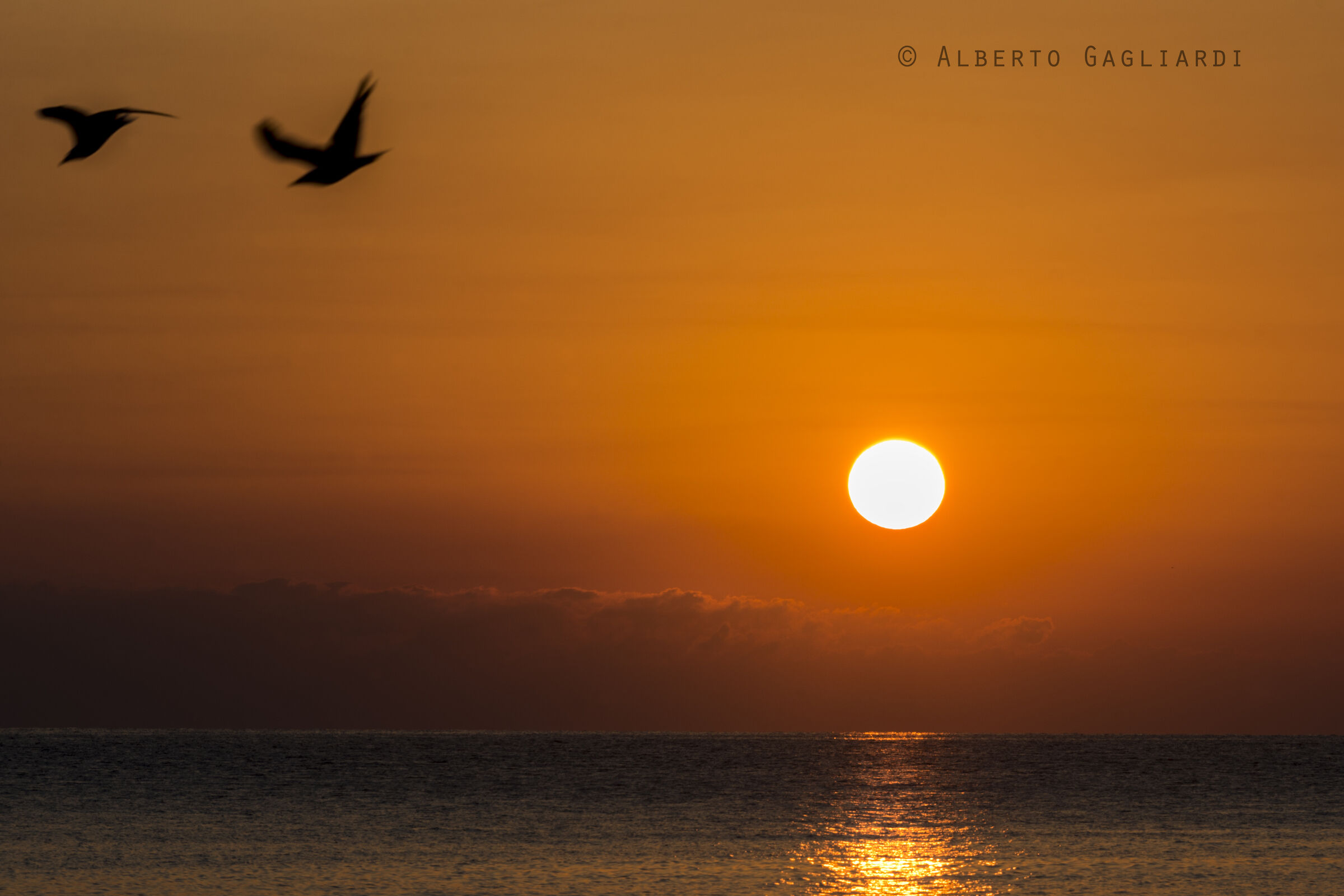 Sunrise with flight of seagulls...