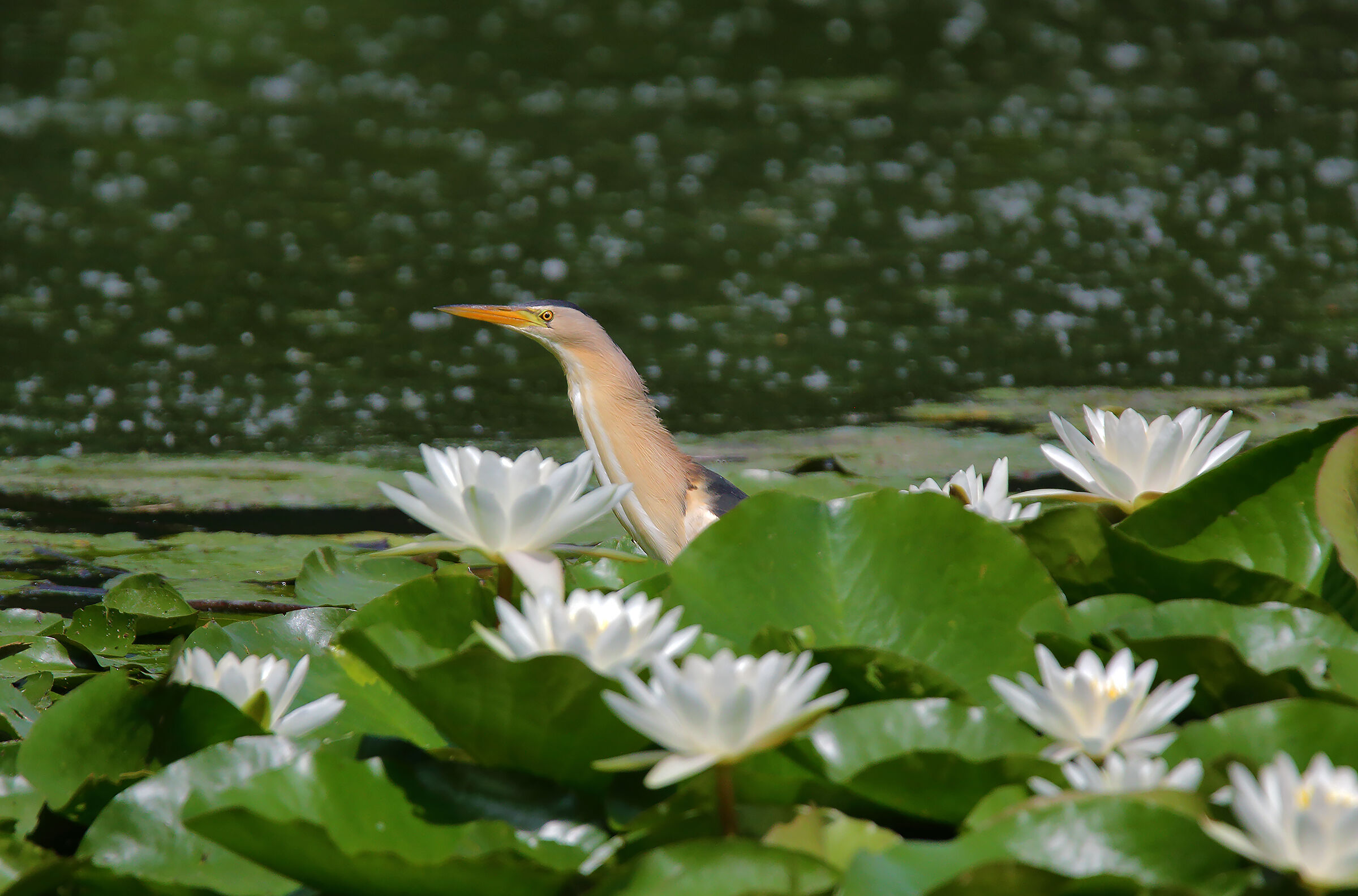among the water lilies...