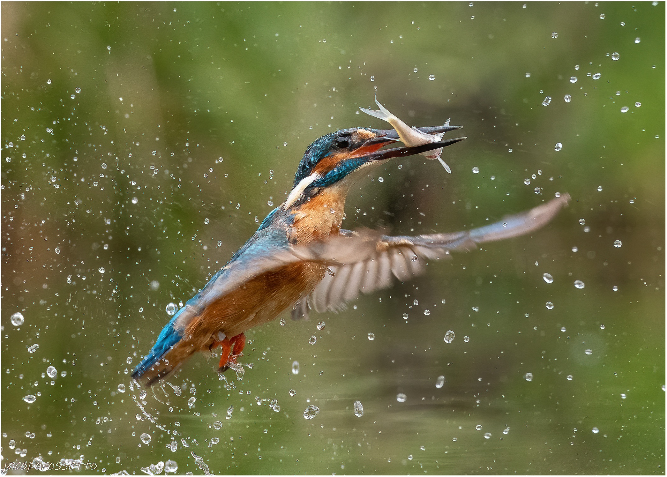 Kingfisher ...