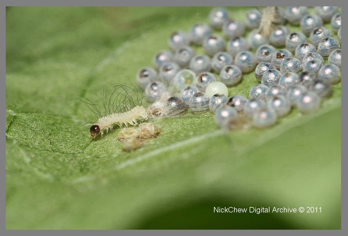Hatching caterpillars....