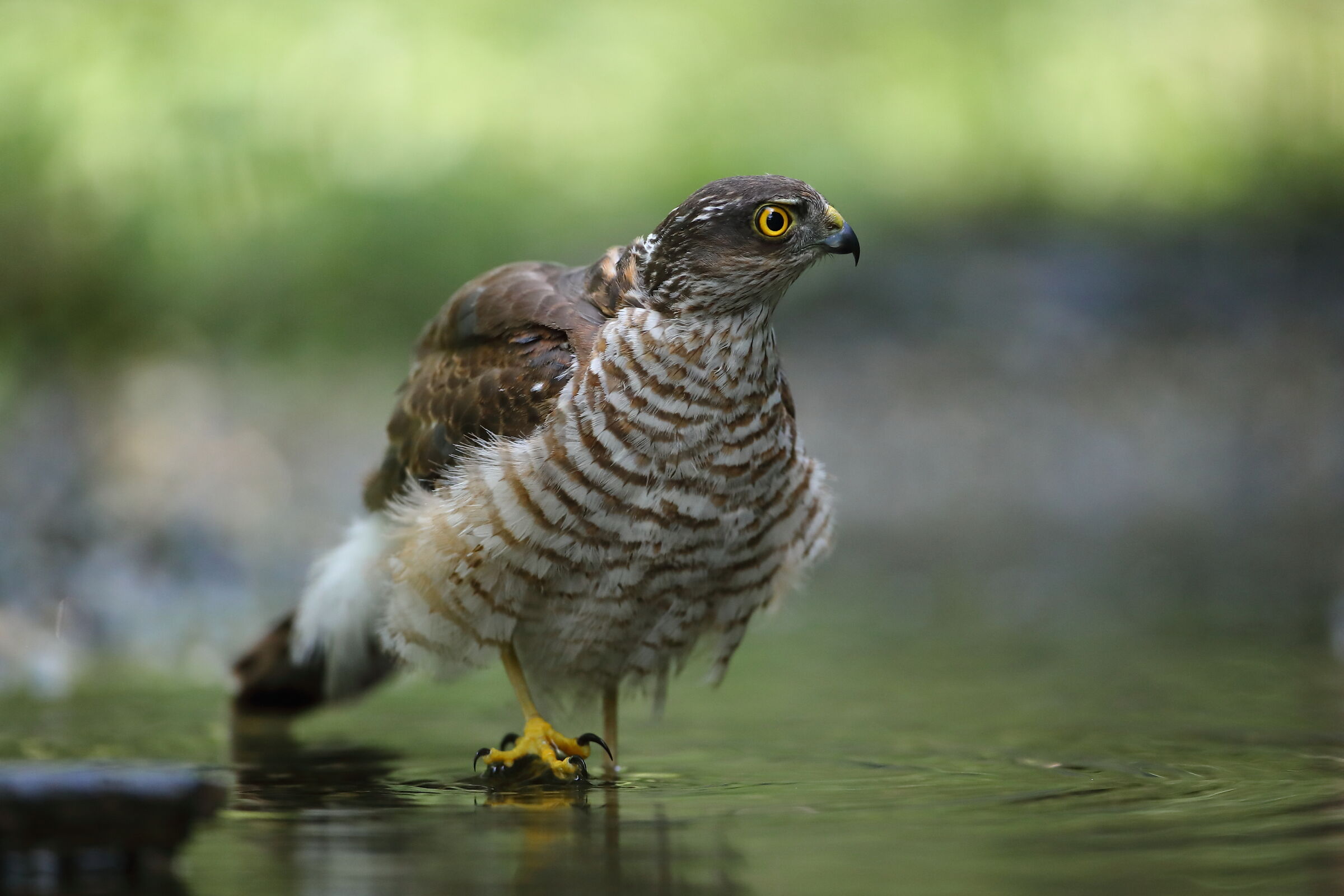 Male sparrowhawk...
