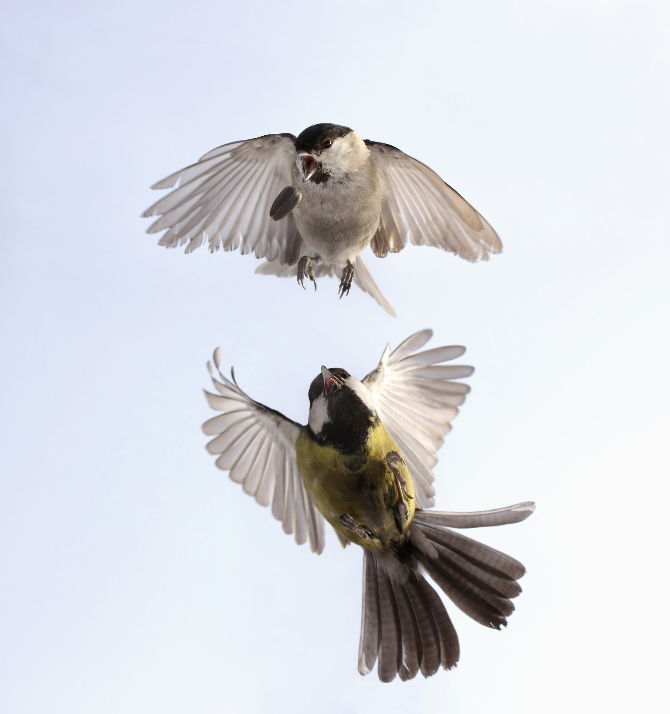 Fight...