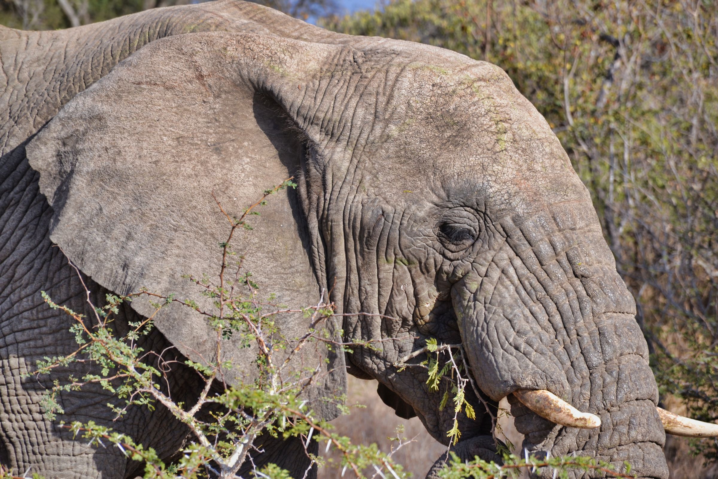 Kapama Reserve - Elephant #1...