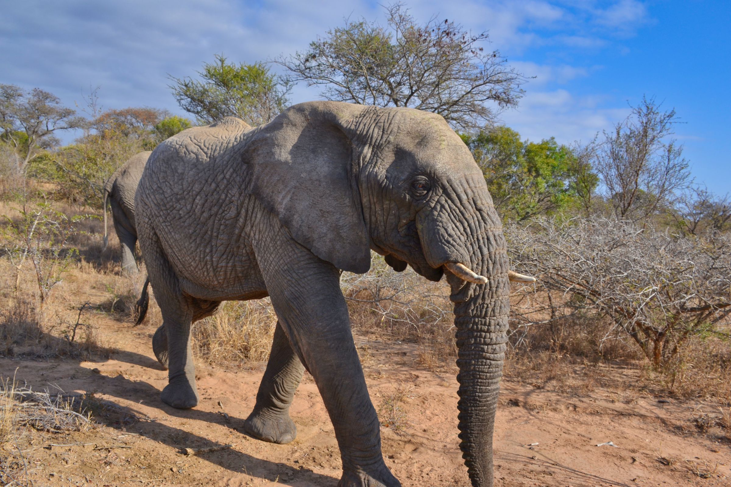 Kapama Reserve - Elephant #2...
