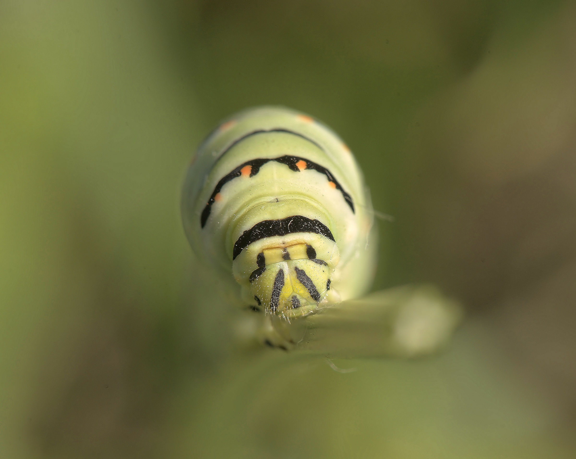 Papilio machaon Caterpillar...