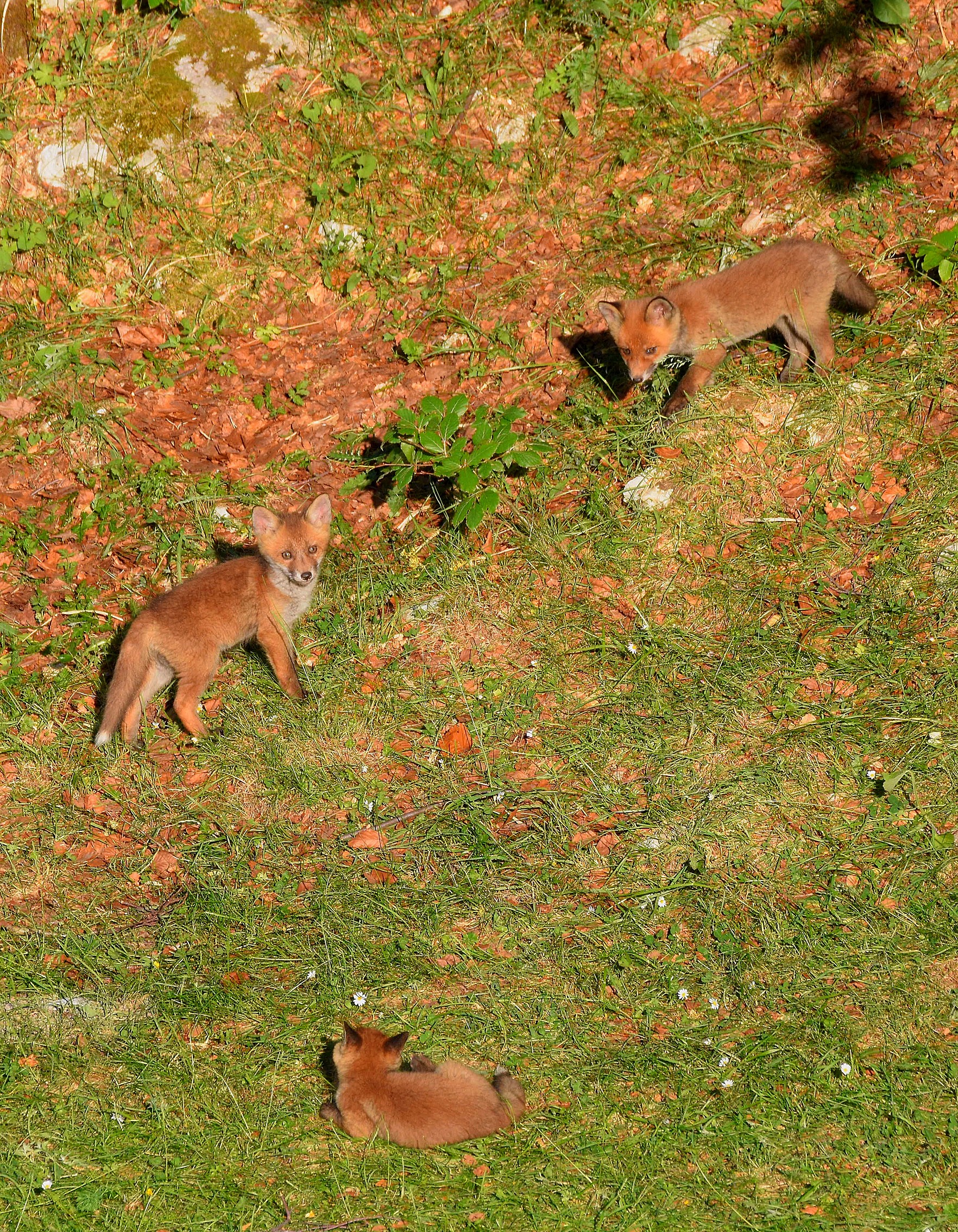 Discovering the world (Vulpes vulpes)...