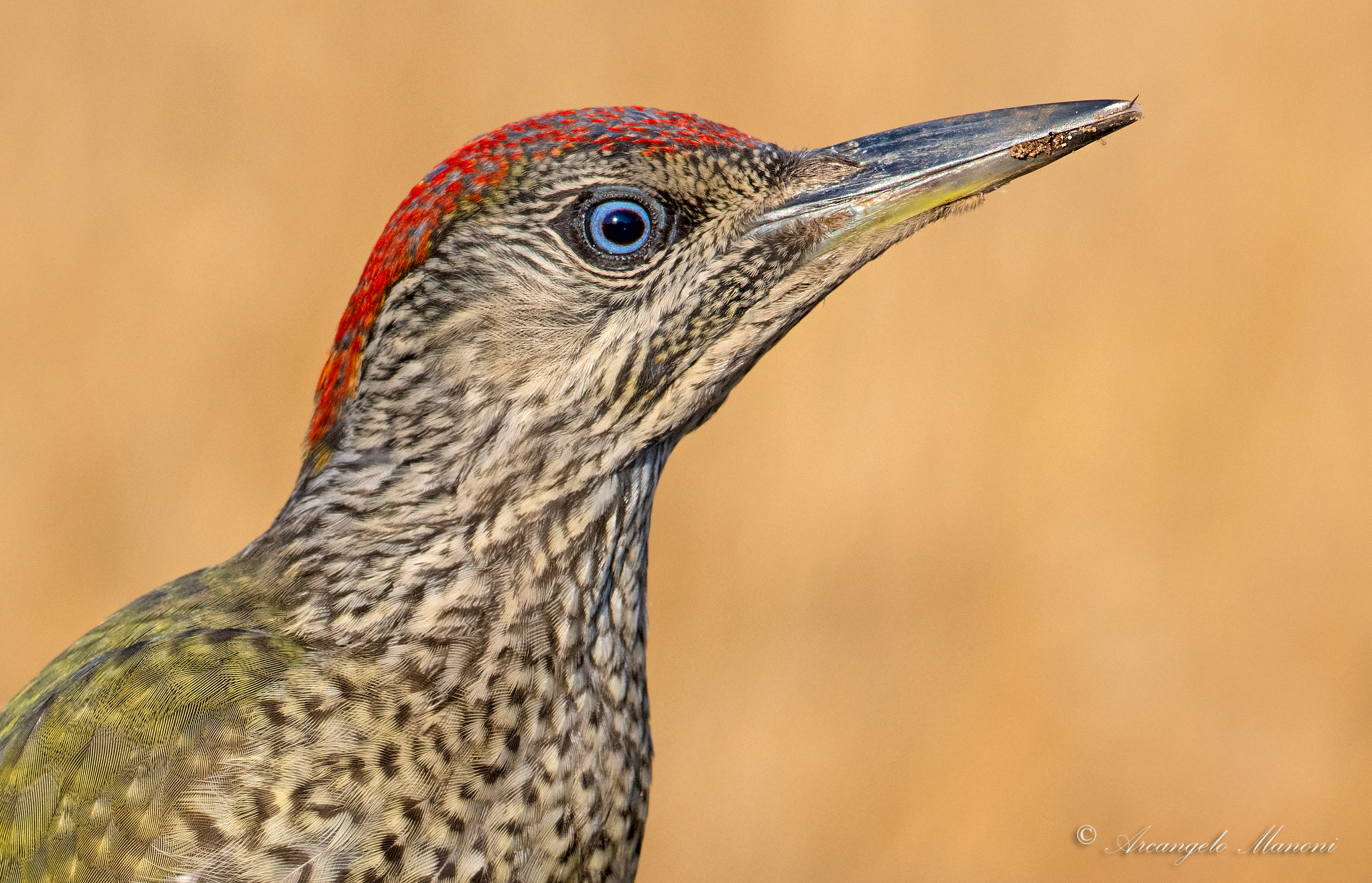 Photo card to the green woodpecker...