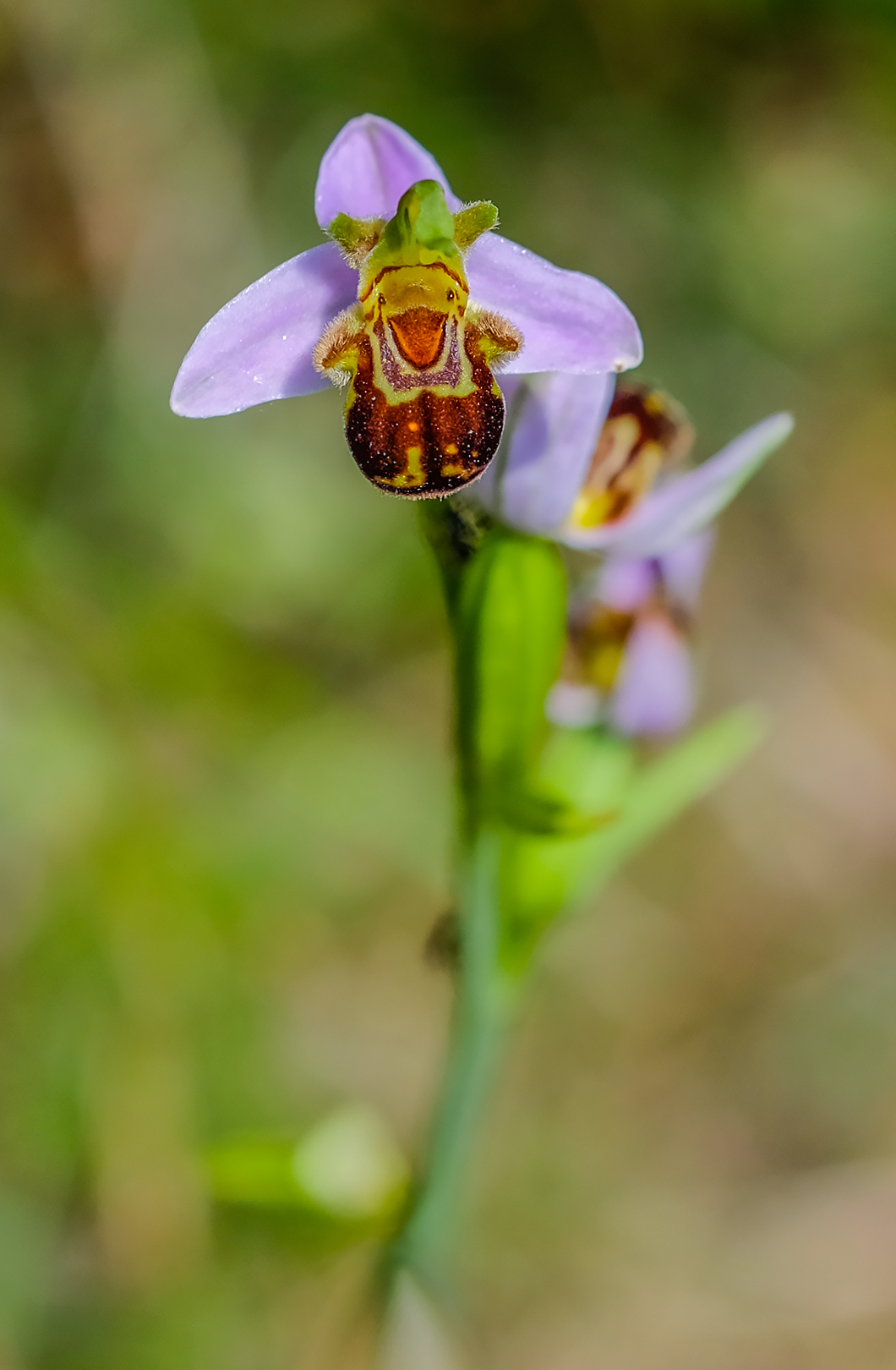 Orsacchiotto che ride (Ophrys apifera)...