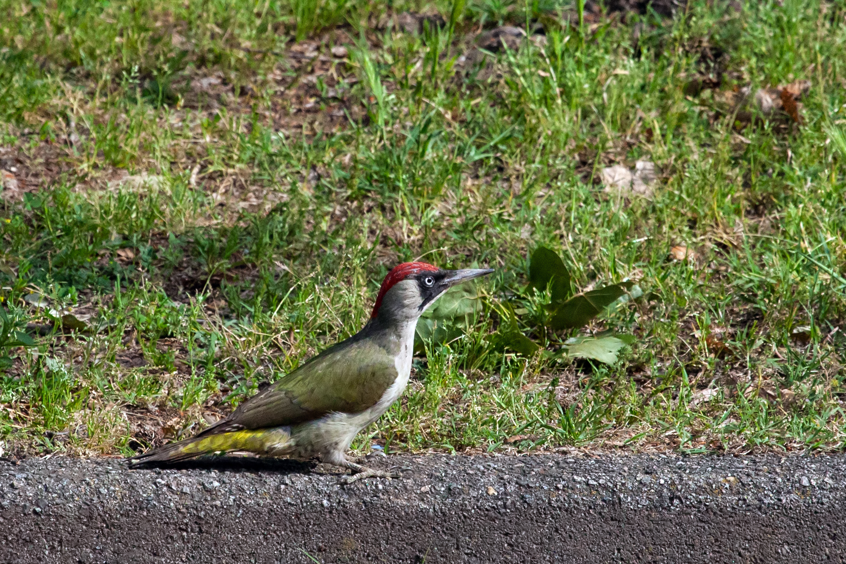 Green woodpecker ...