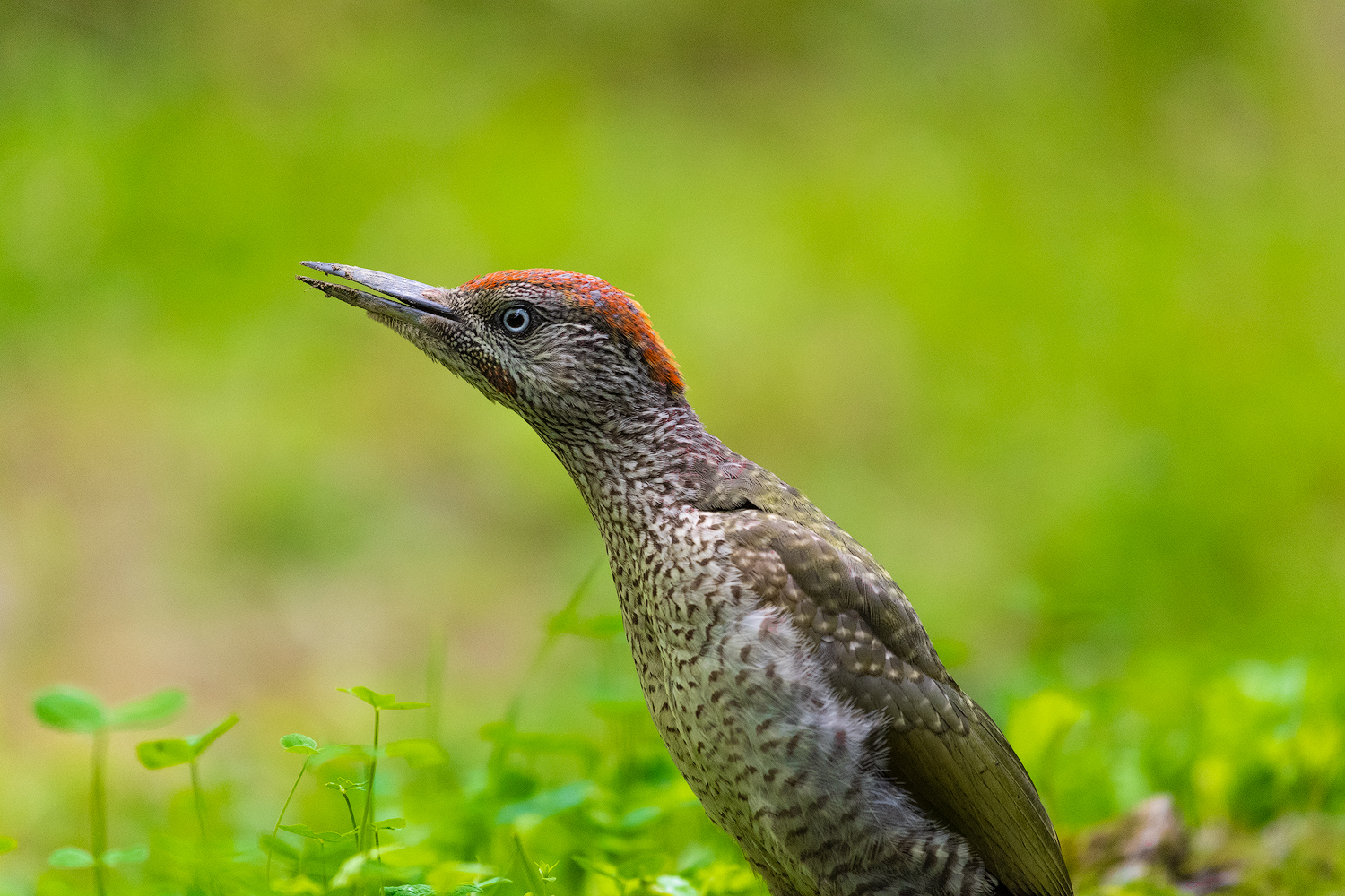 Profile woodpecker...