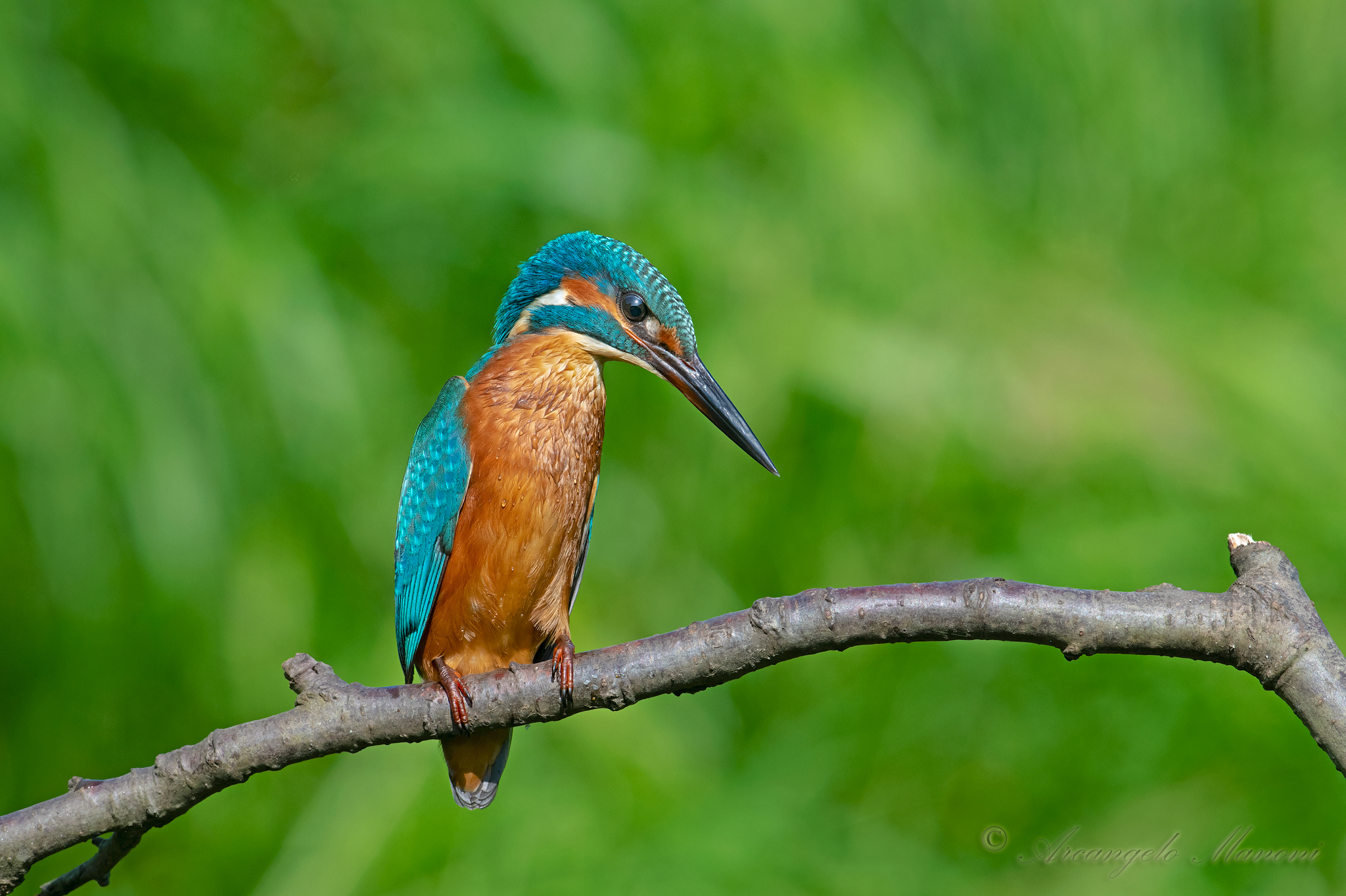 Nel verde dipinto di blu...