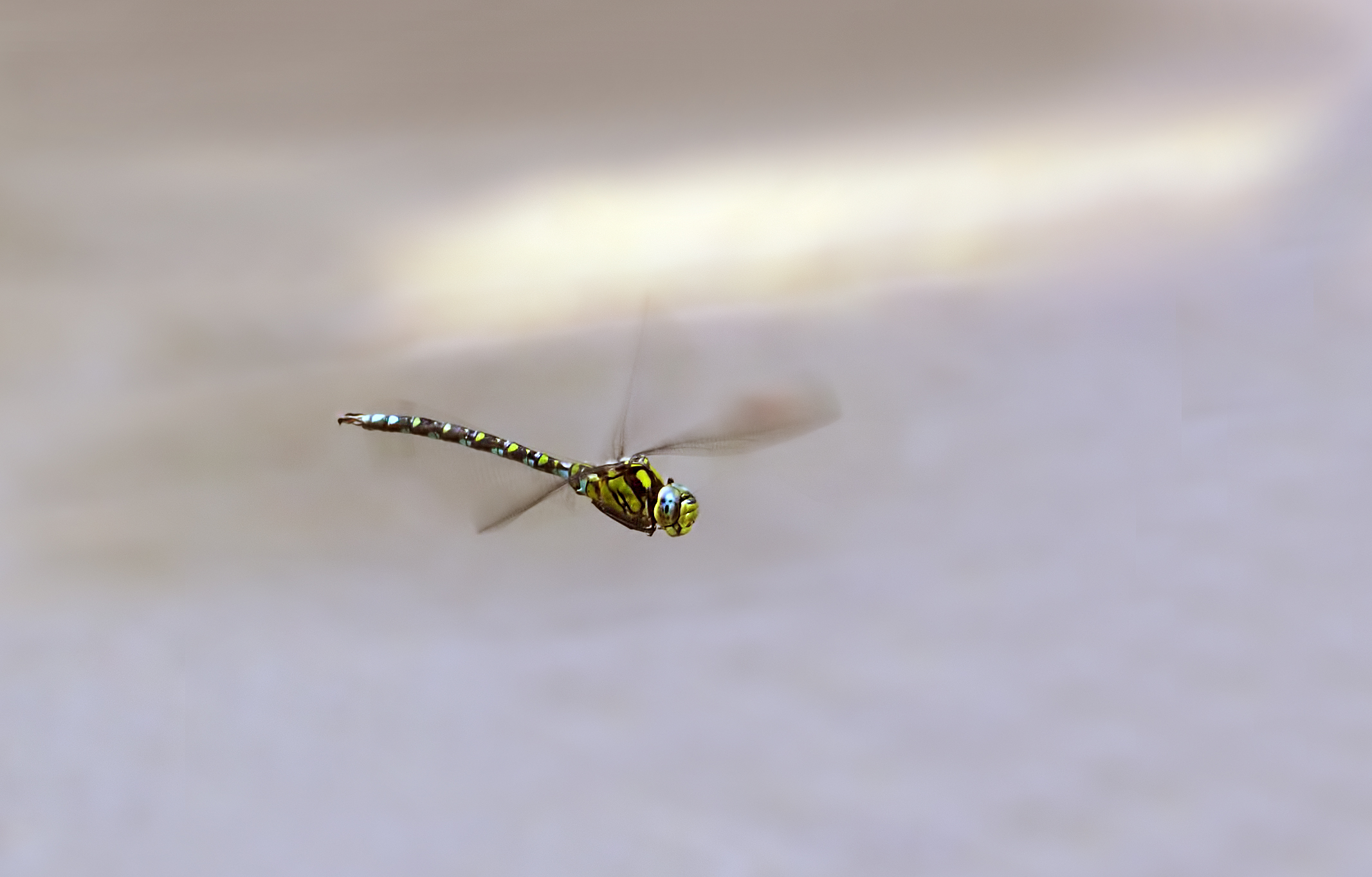 Dragonfly....