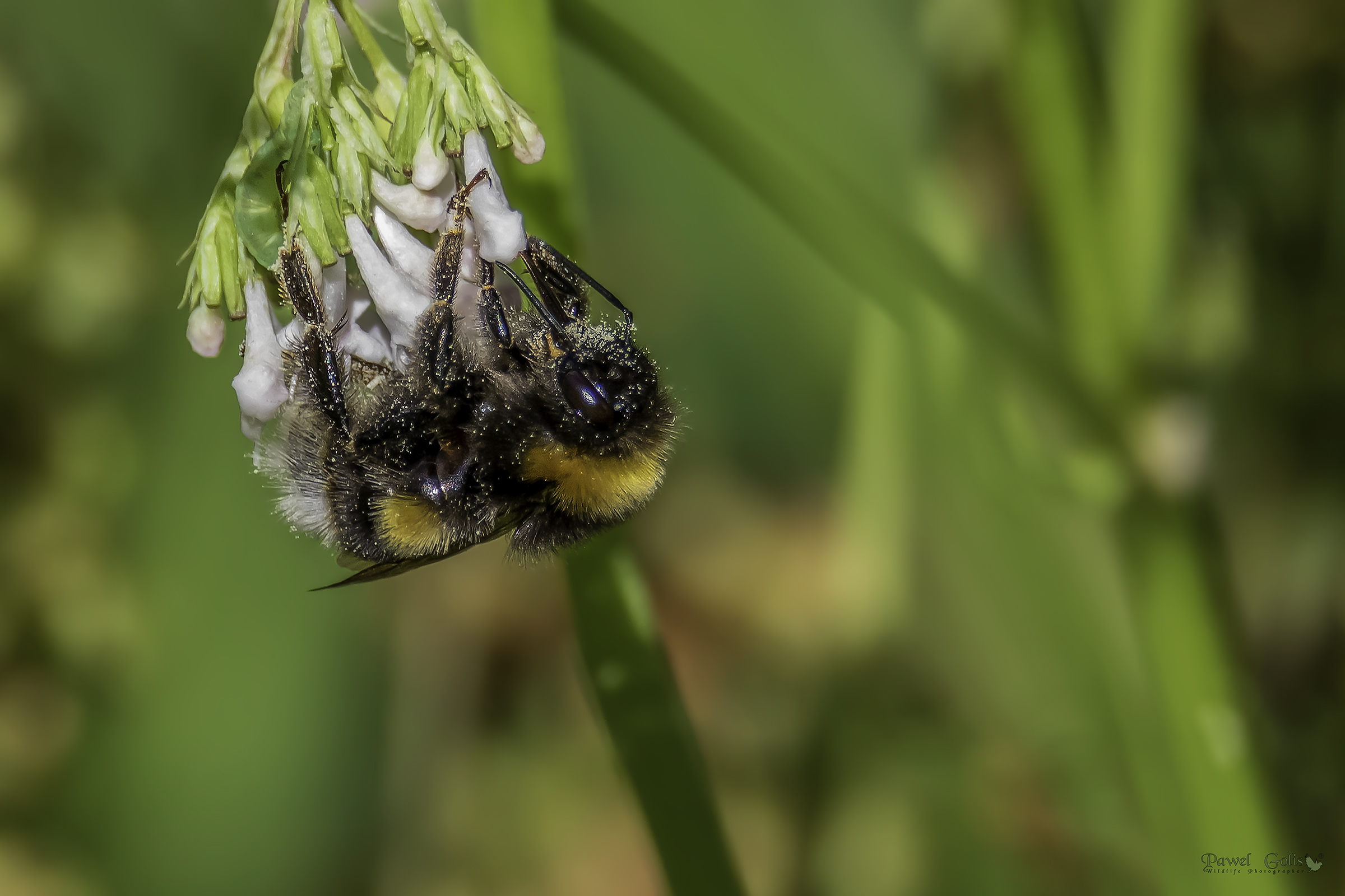 Buff-tailed bumblebee (Bombus terrestris)...