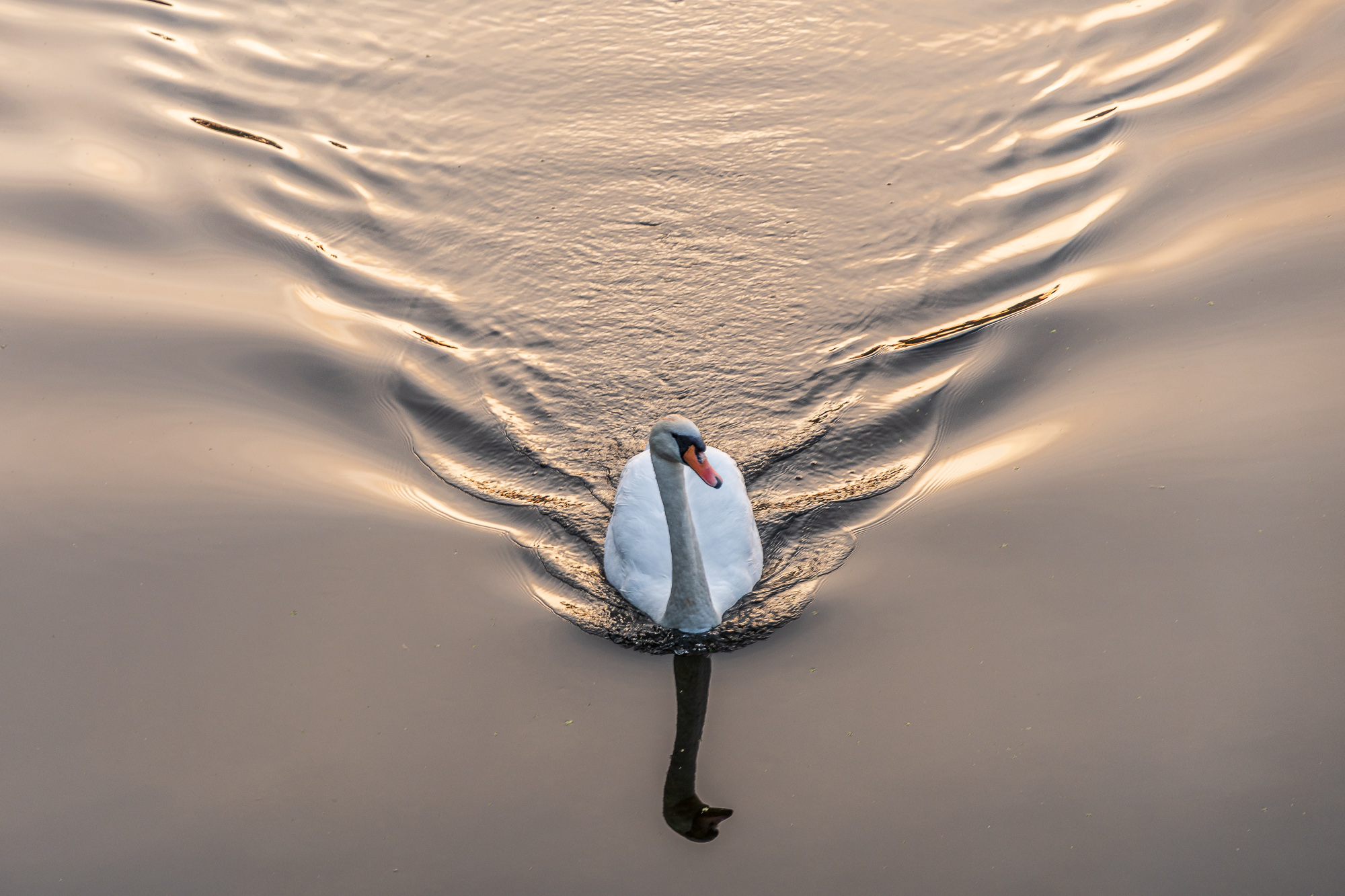 Swan At Daybreak...