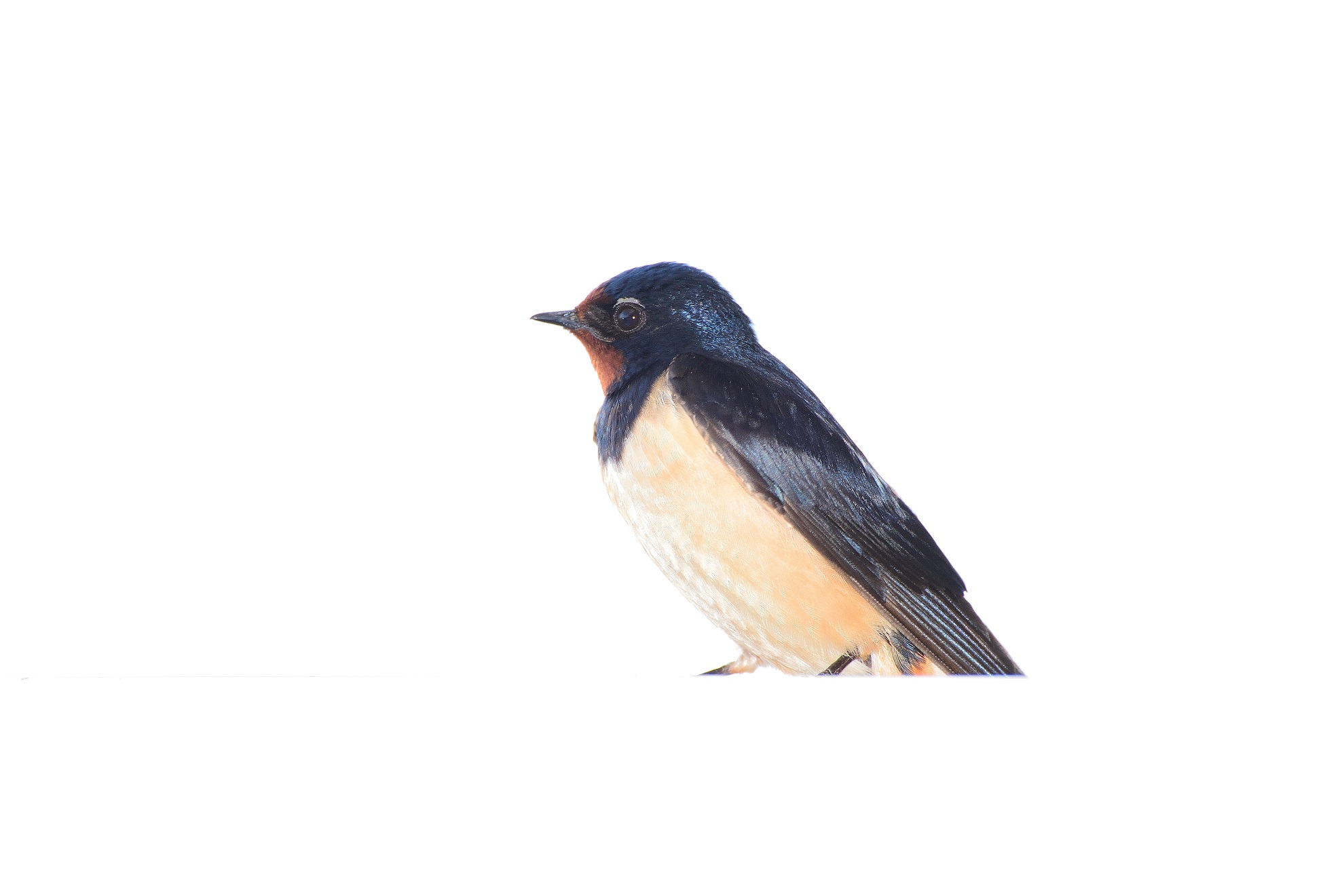 Common Swallow - Hirundo rustica...