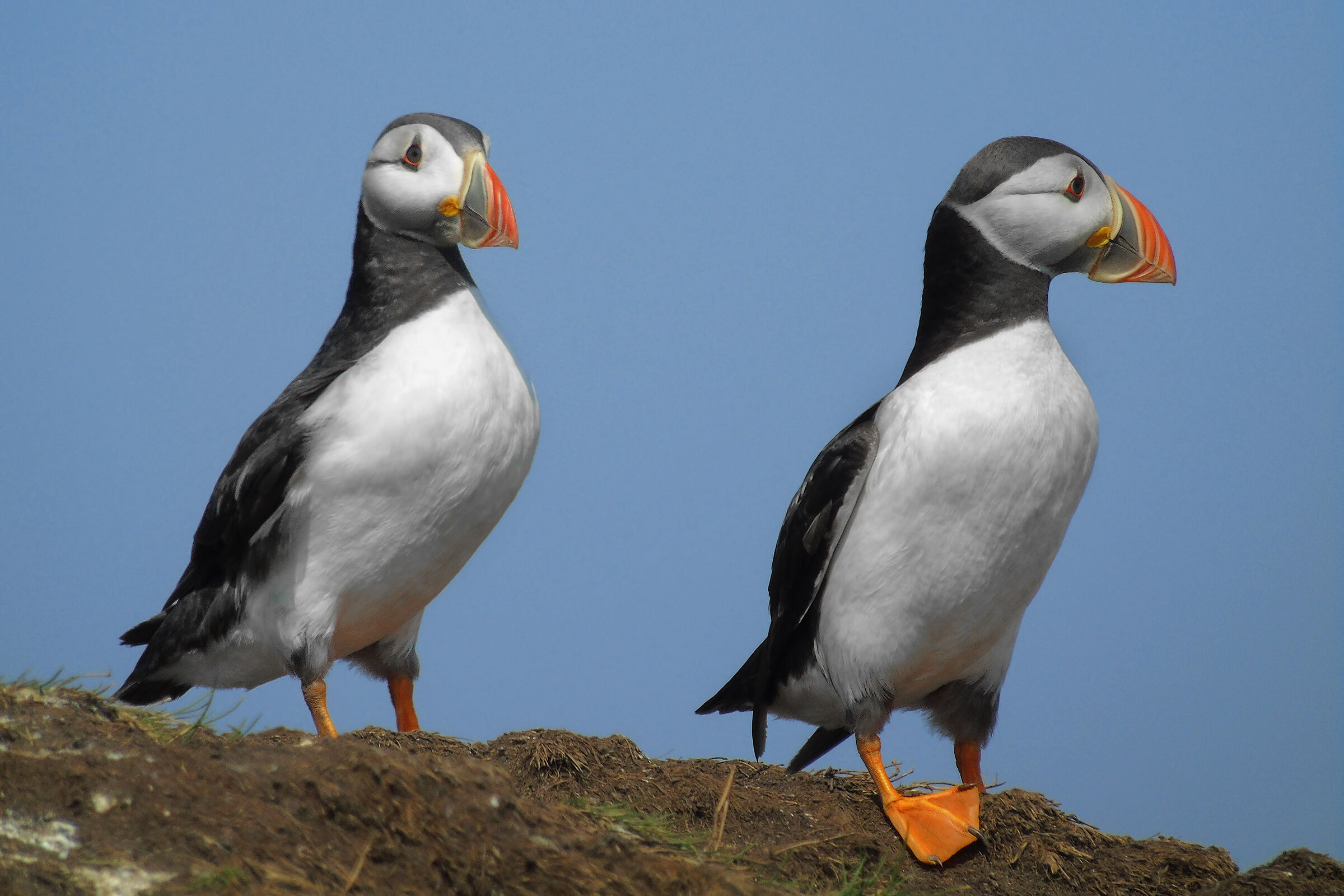 The usual adorable puffins...