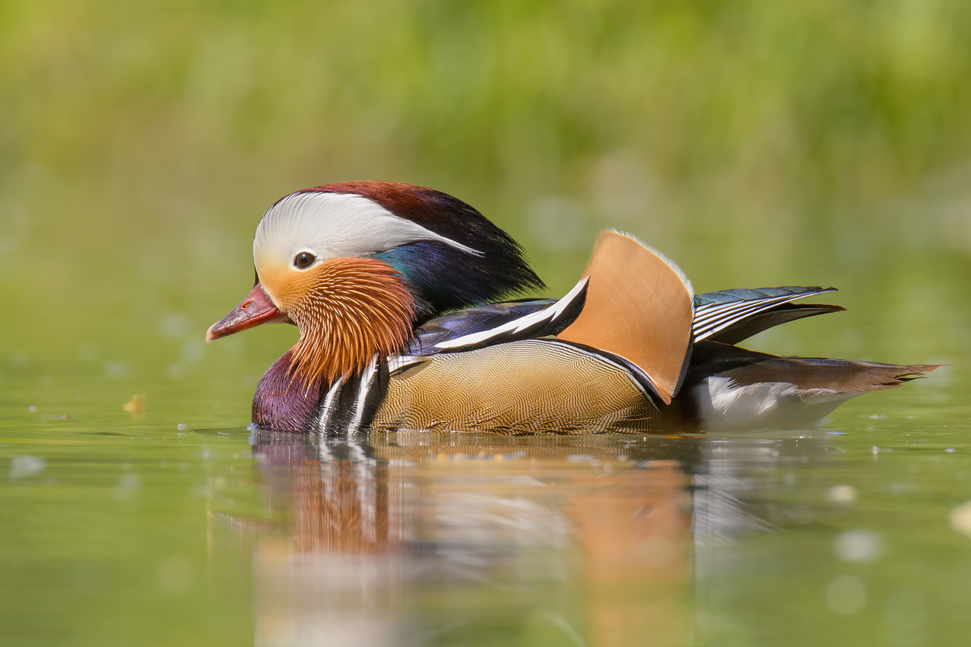 Mandarin-male duck...