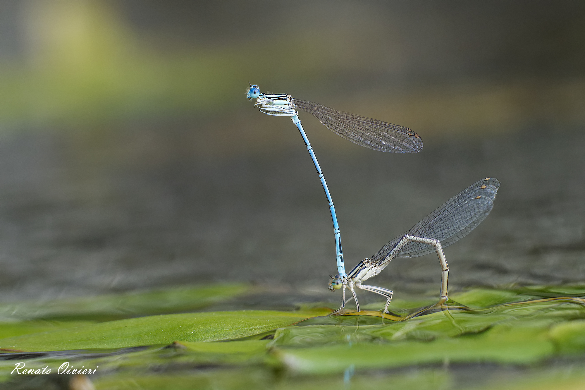 Mating dragonflies...