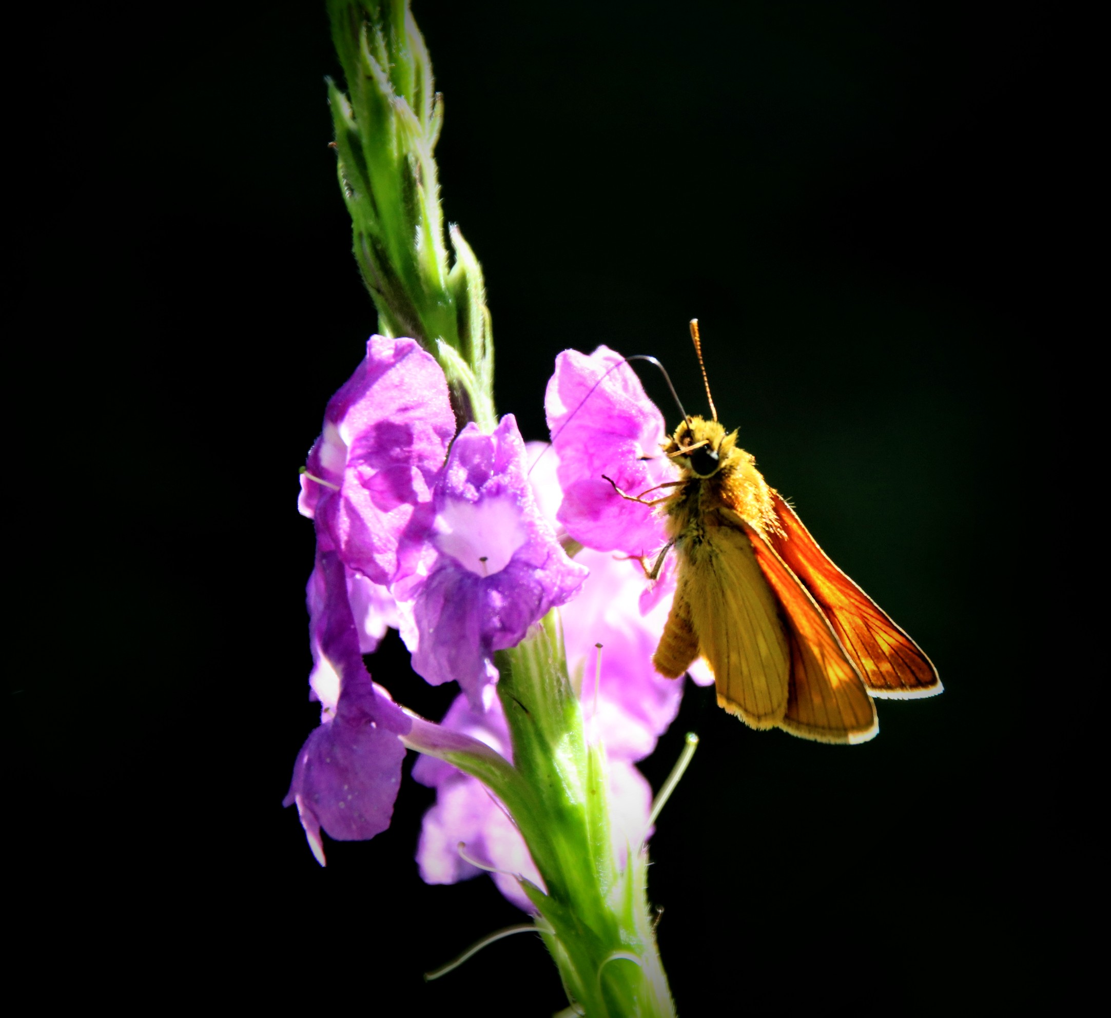 Butterfly...