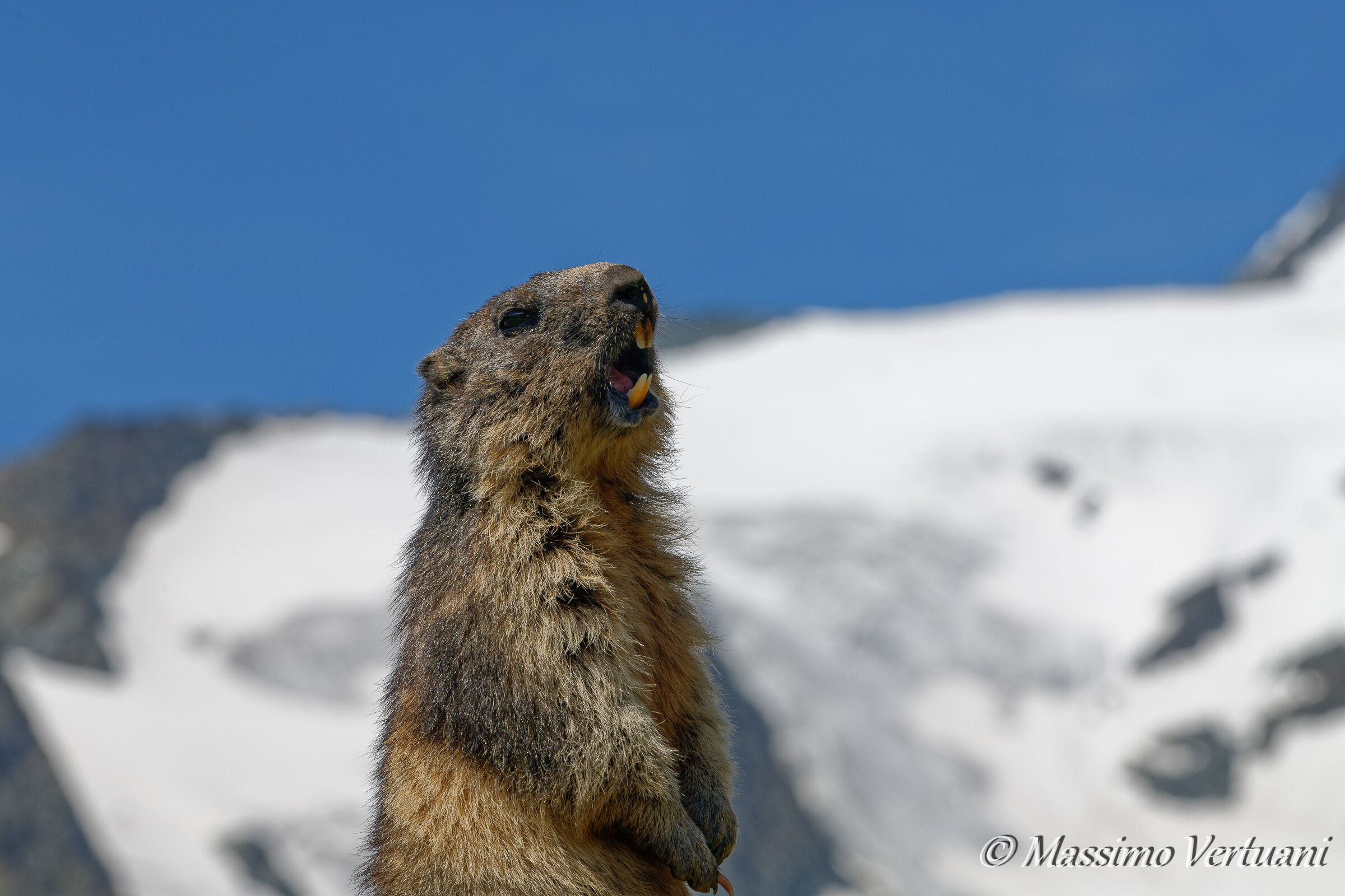 Marmot (Austria)...