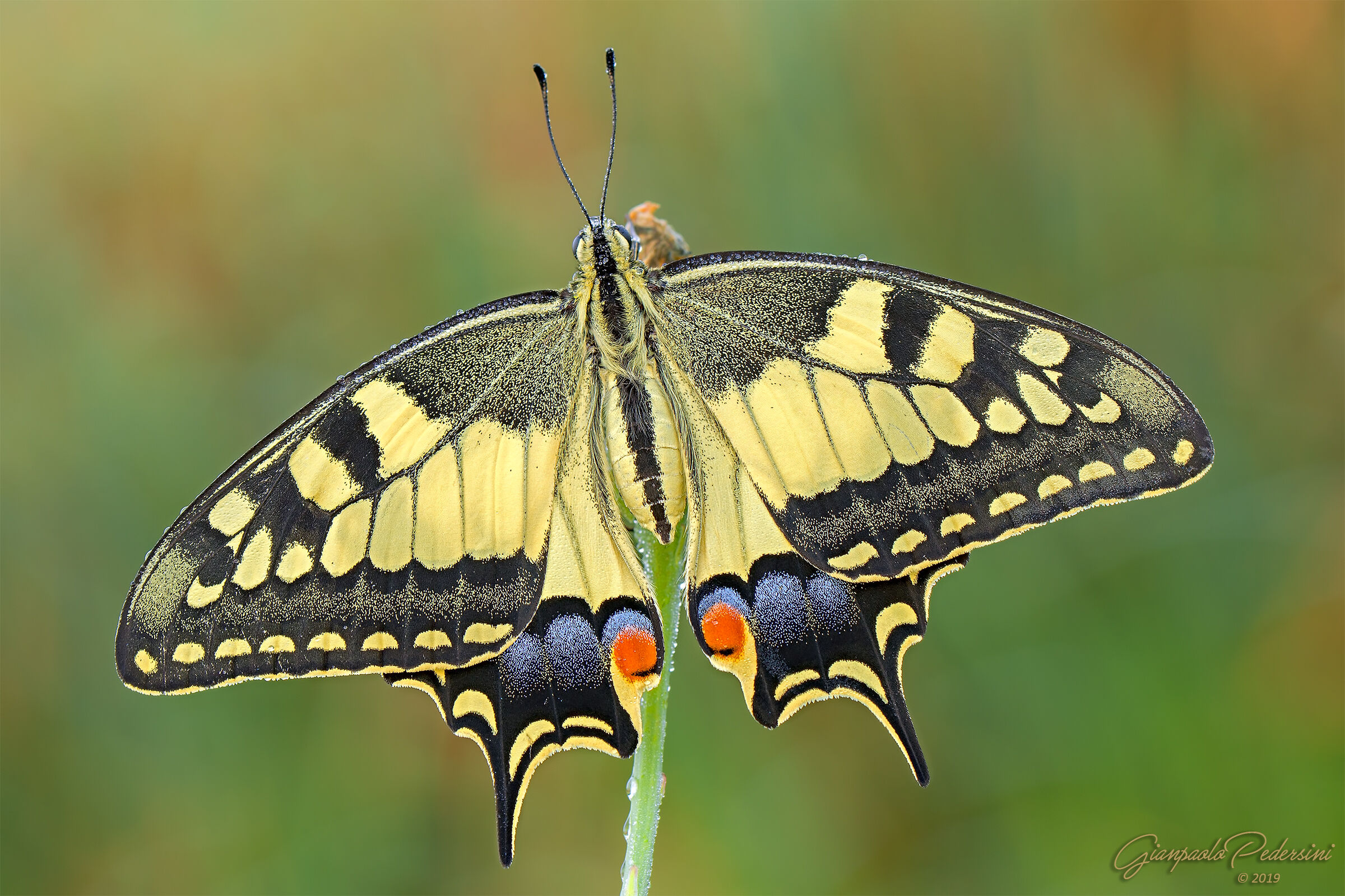 Papilio machaon 2...
