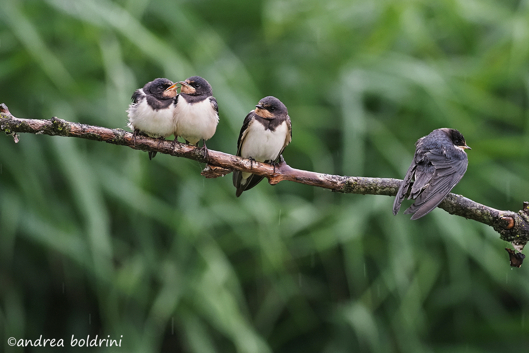 Young swallows...