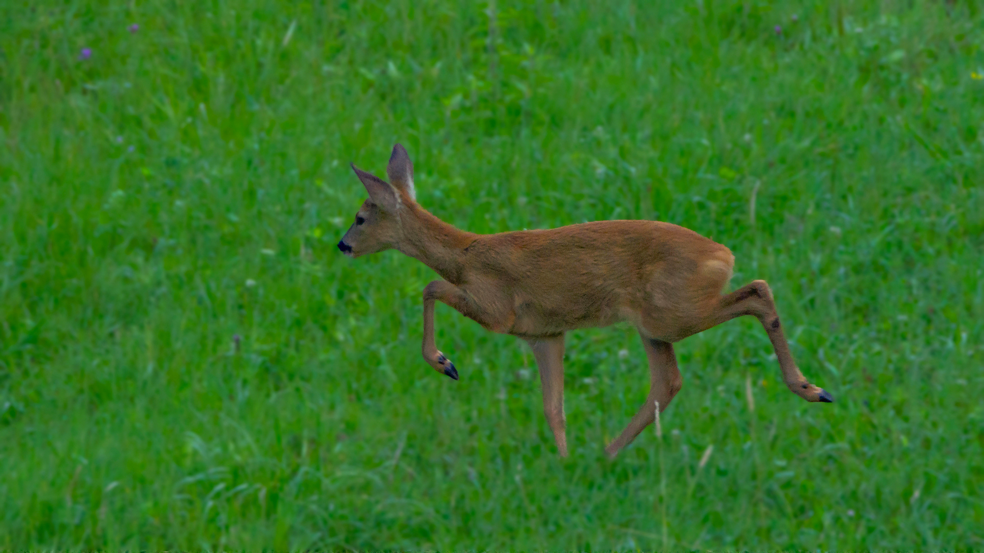 Female roe deer...